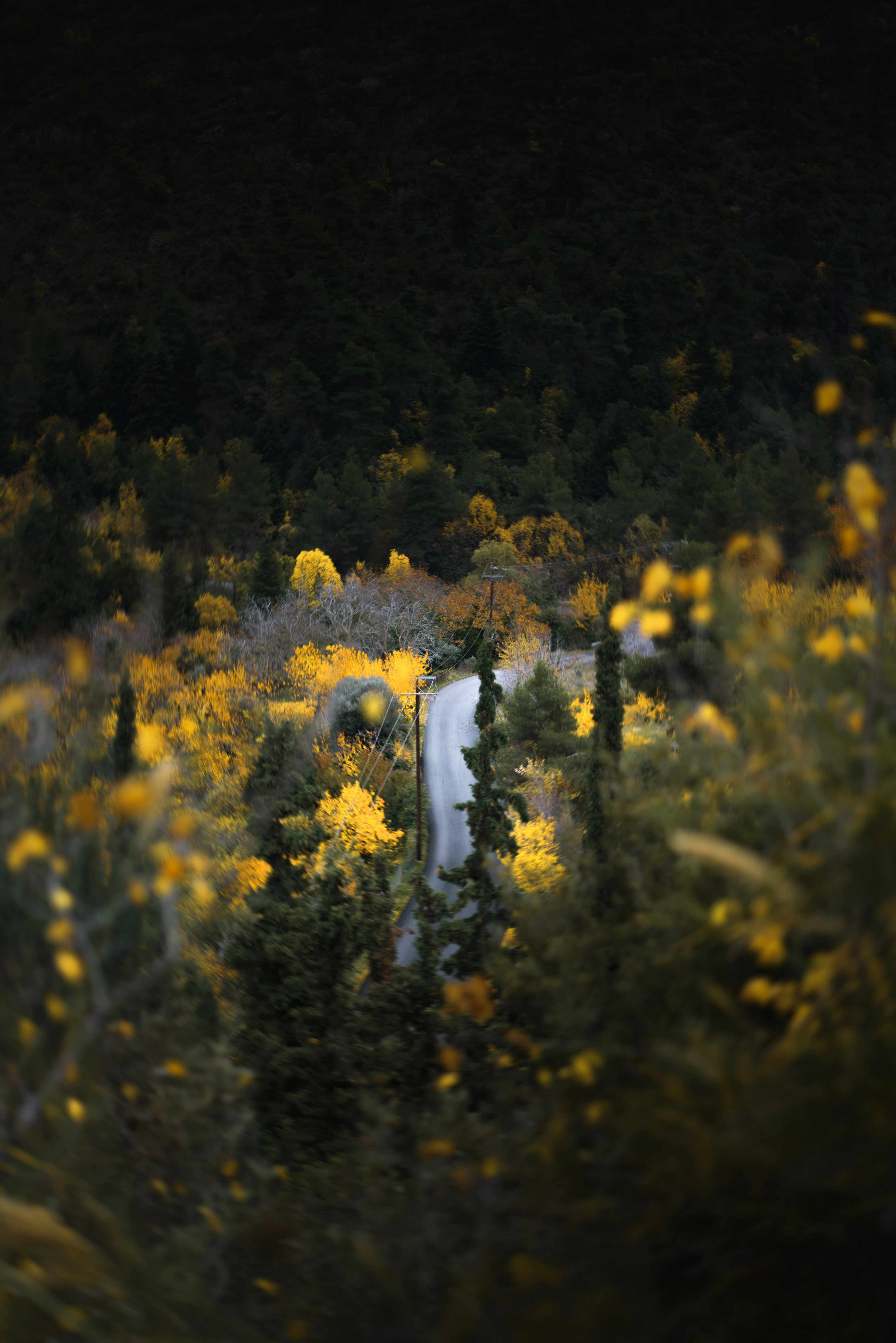 Strada tortuosa attraverso la foresta autunnale con fogliame giallo