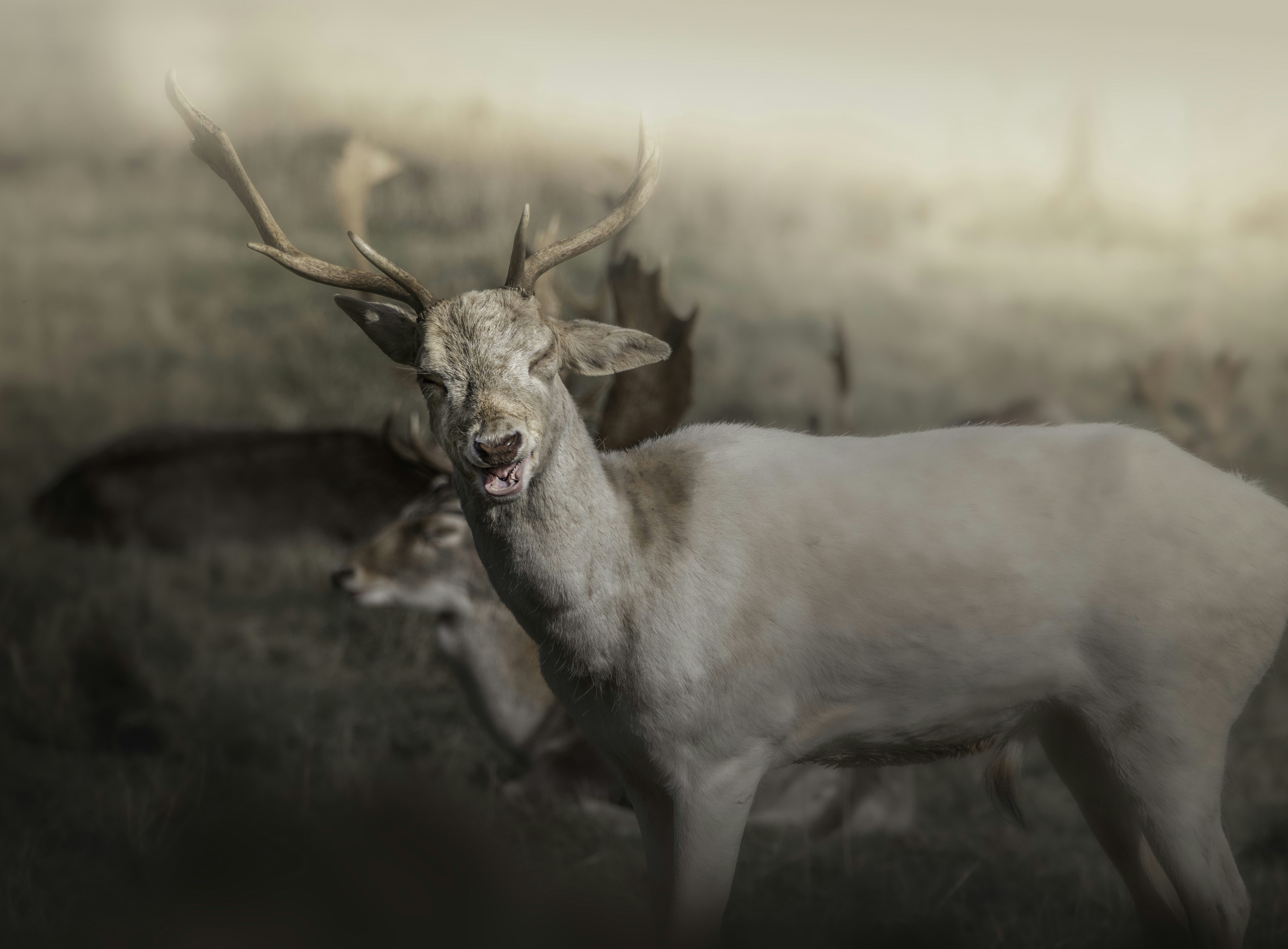 A white deer with antlers in a grassy field