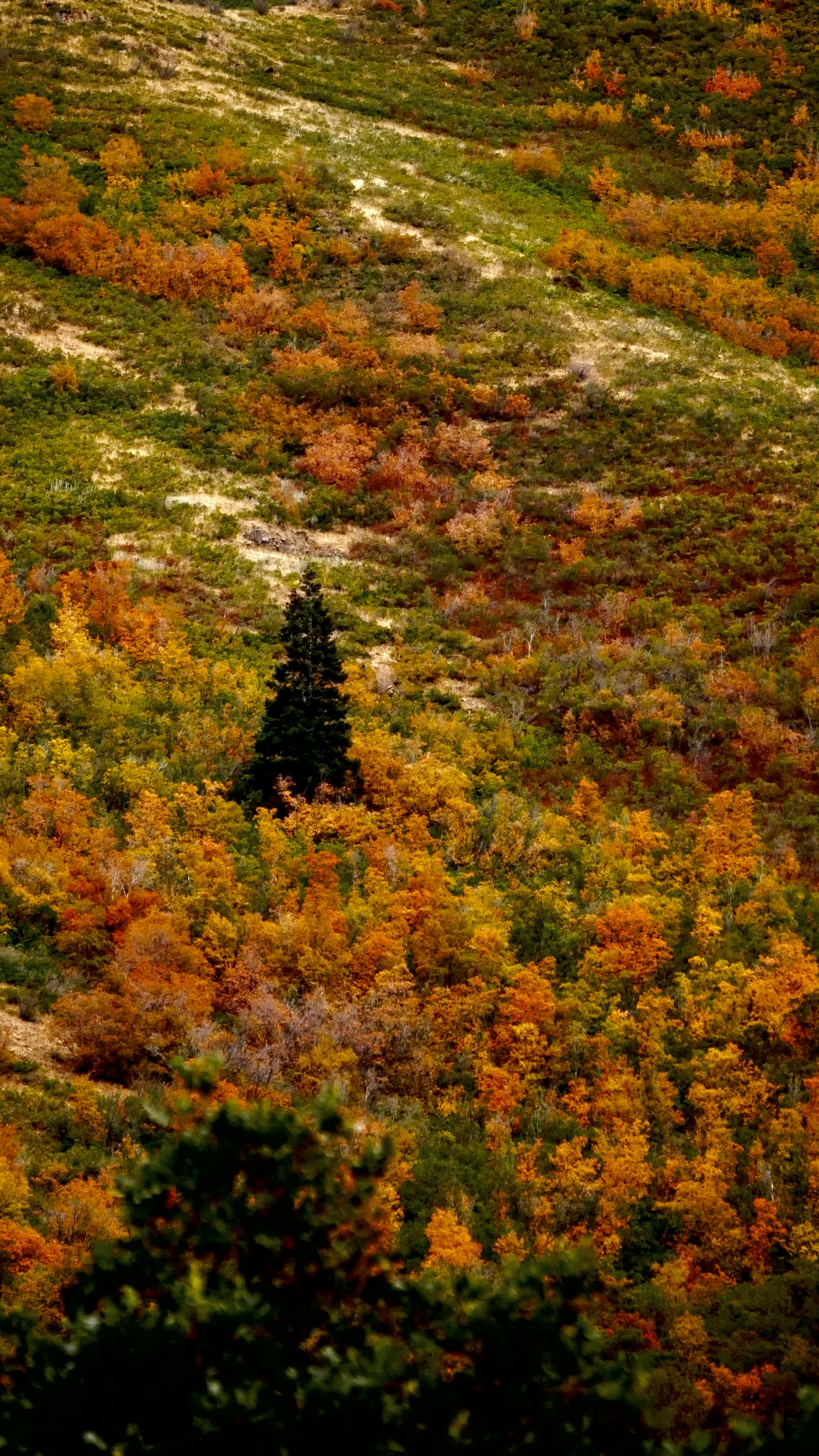 A hillside of autumn foliage in the Watchung Mountains near Essex County's reservations