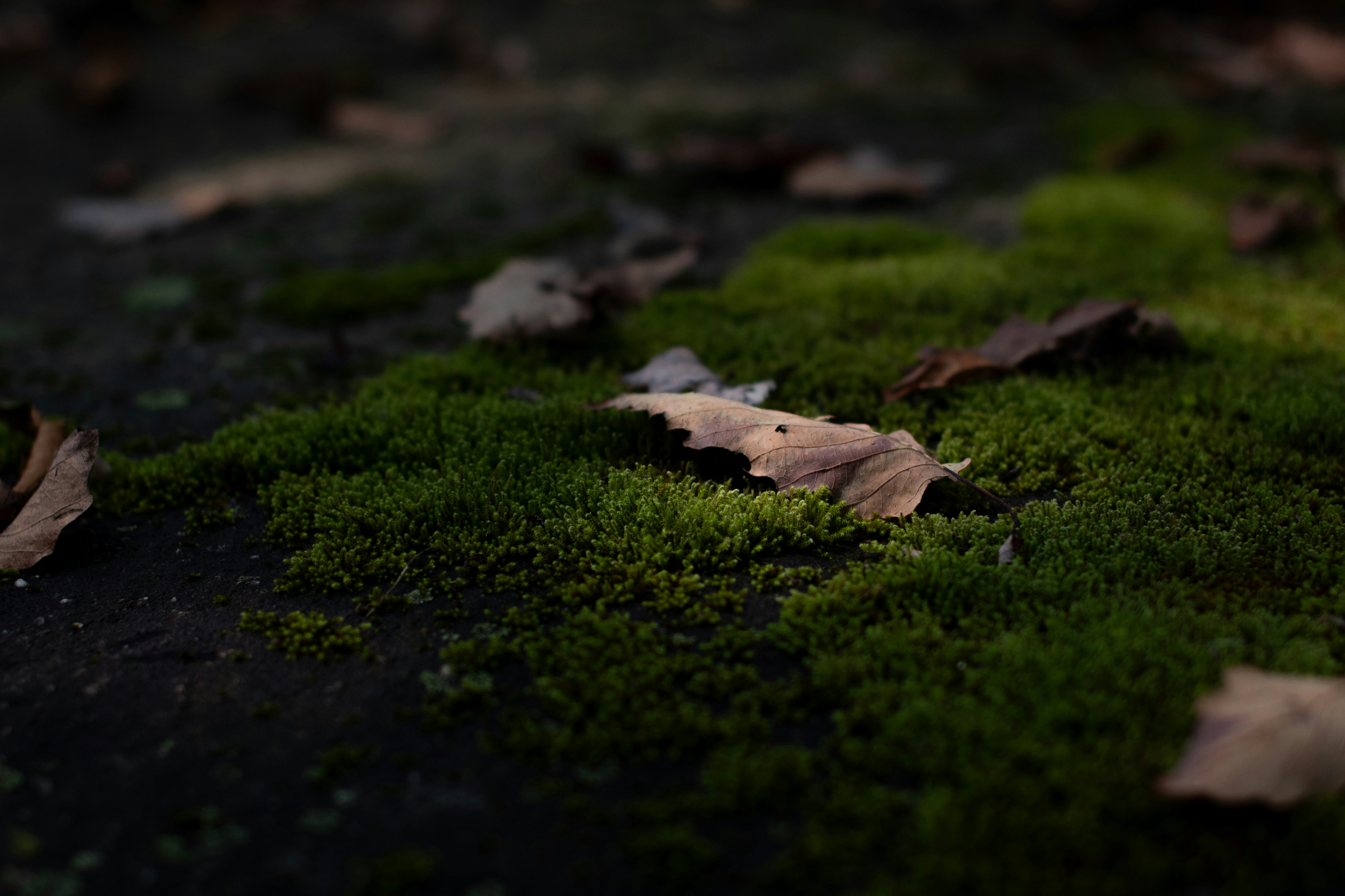 Photo by caitlinferwin