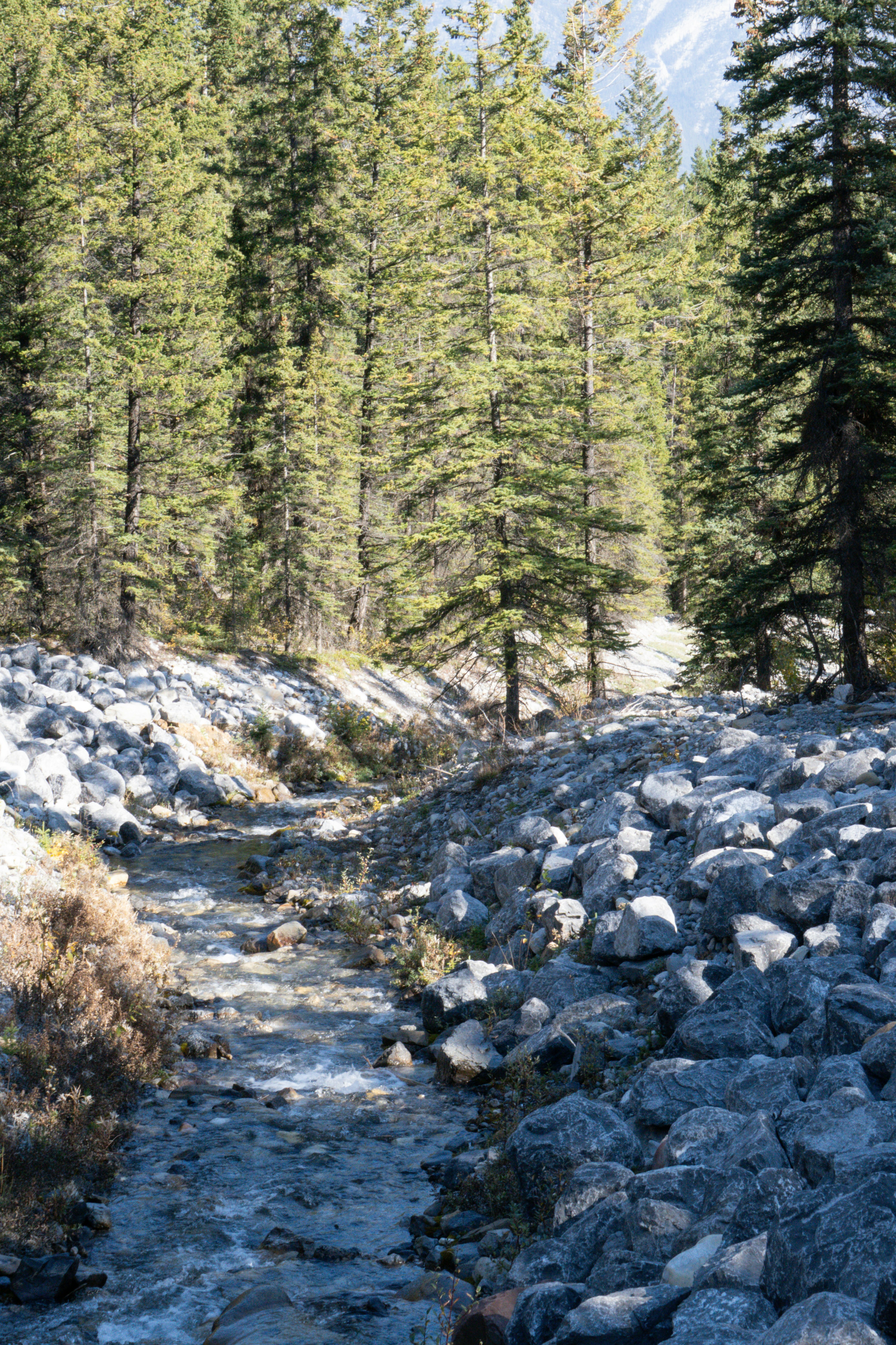Un ruisseau coule à travers un sol rocheux de la forêt.