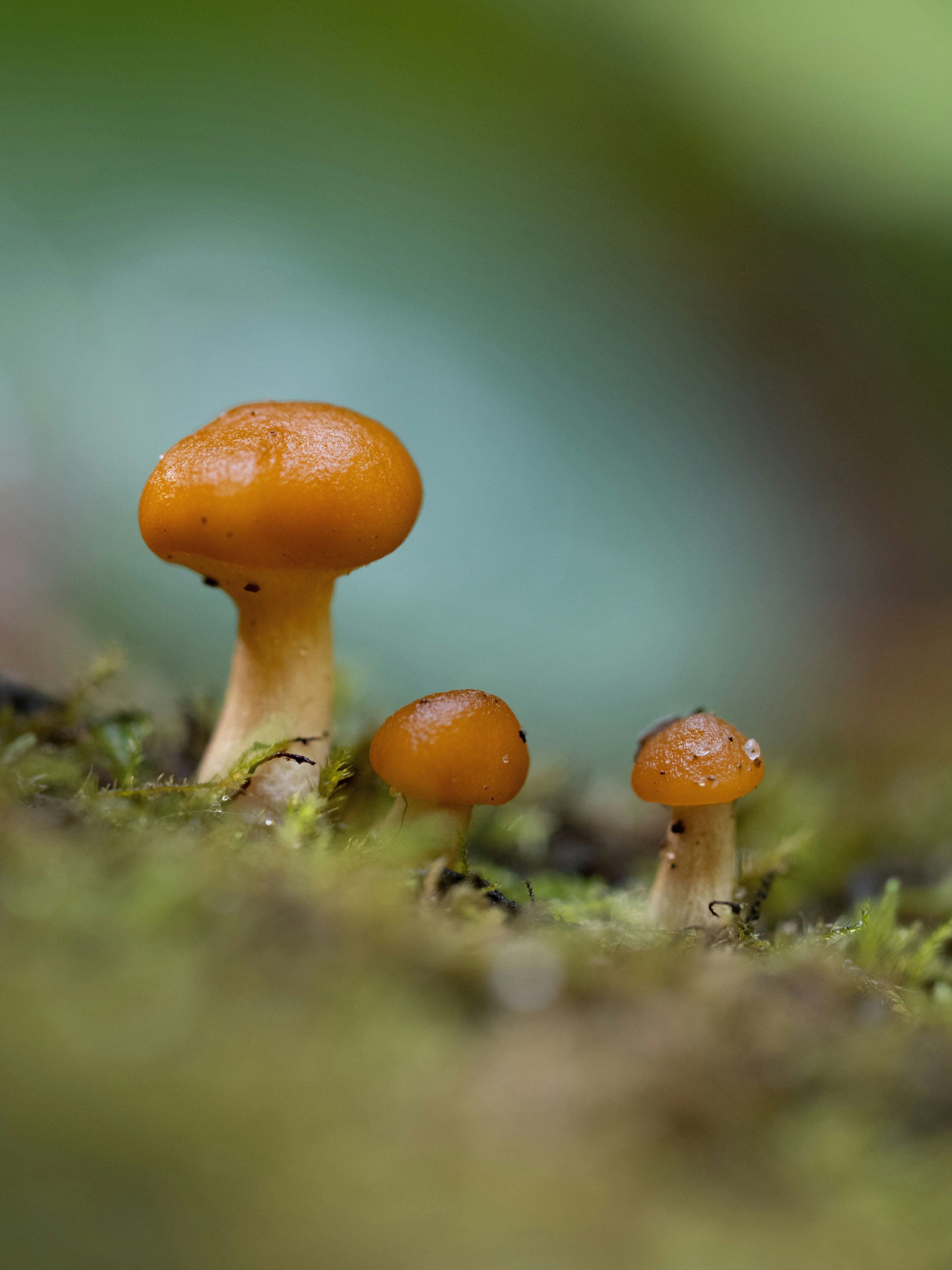 Photo by greenergrassphotography