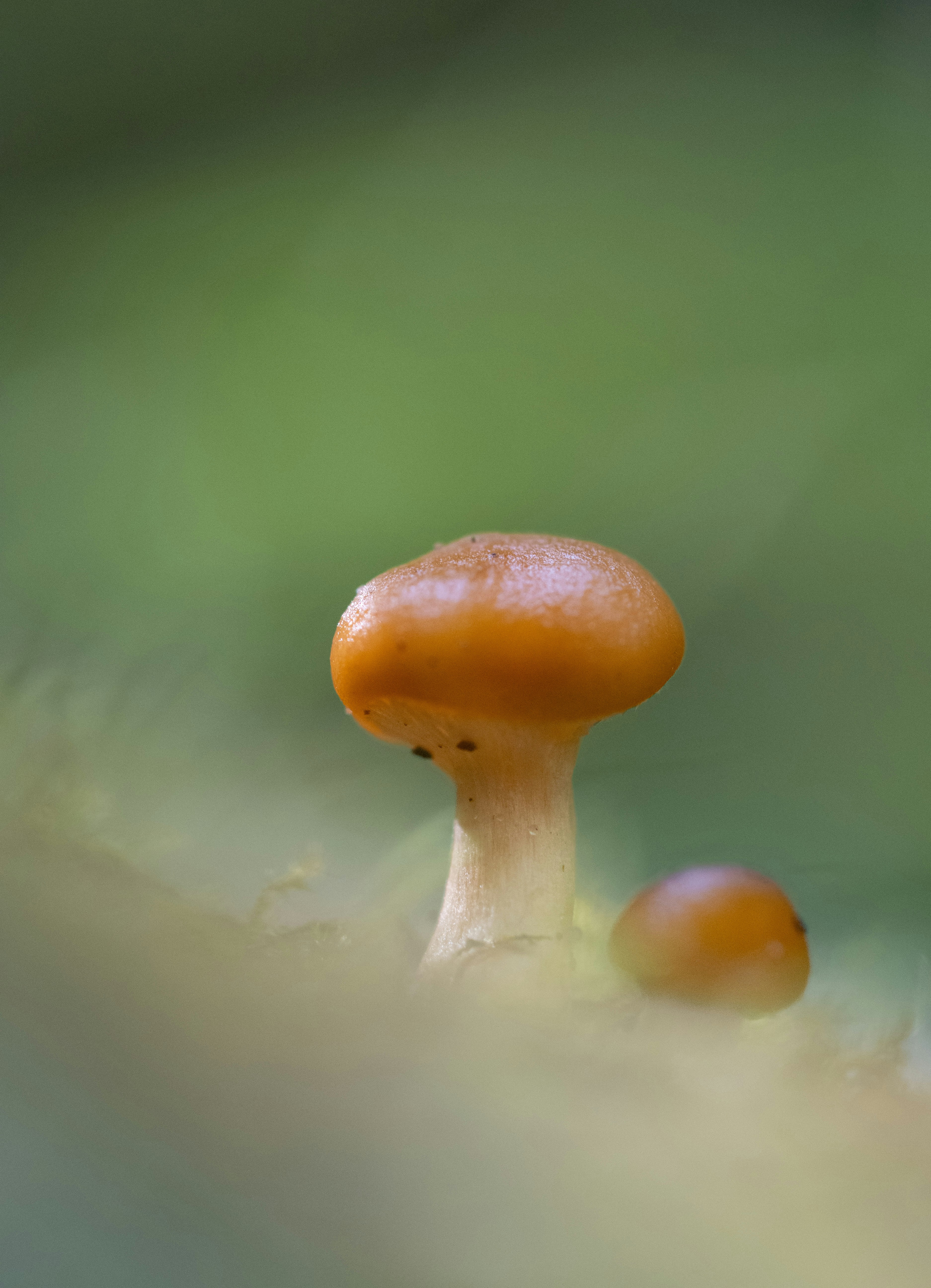 Two small orange mushrooms in a forest