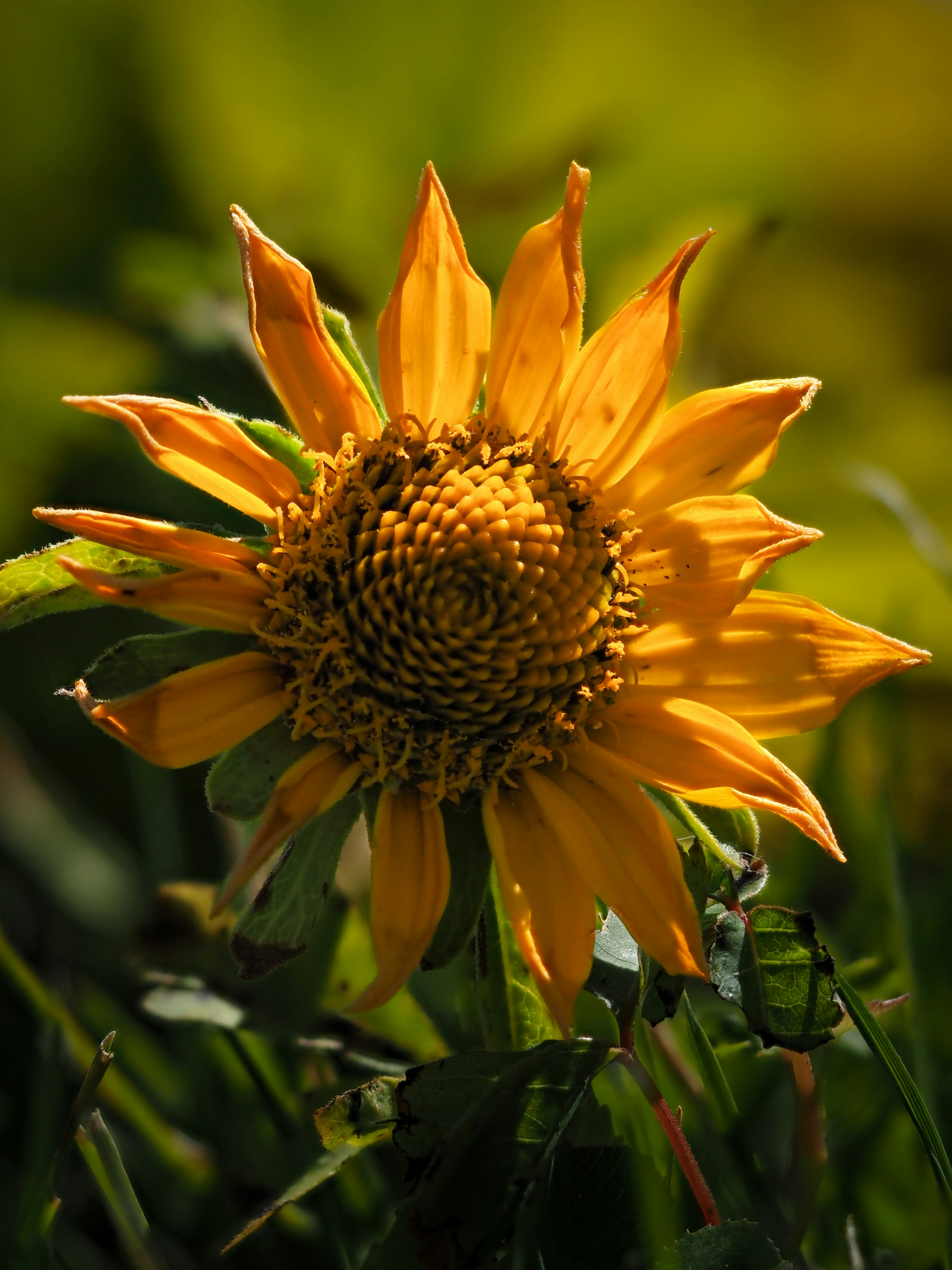 Photo by greenergrassphotography