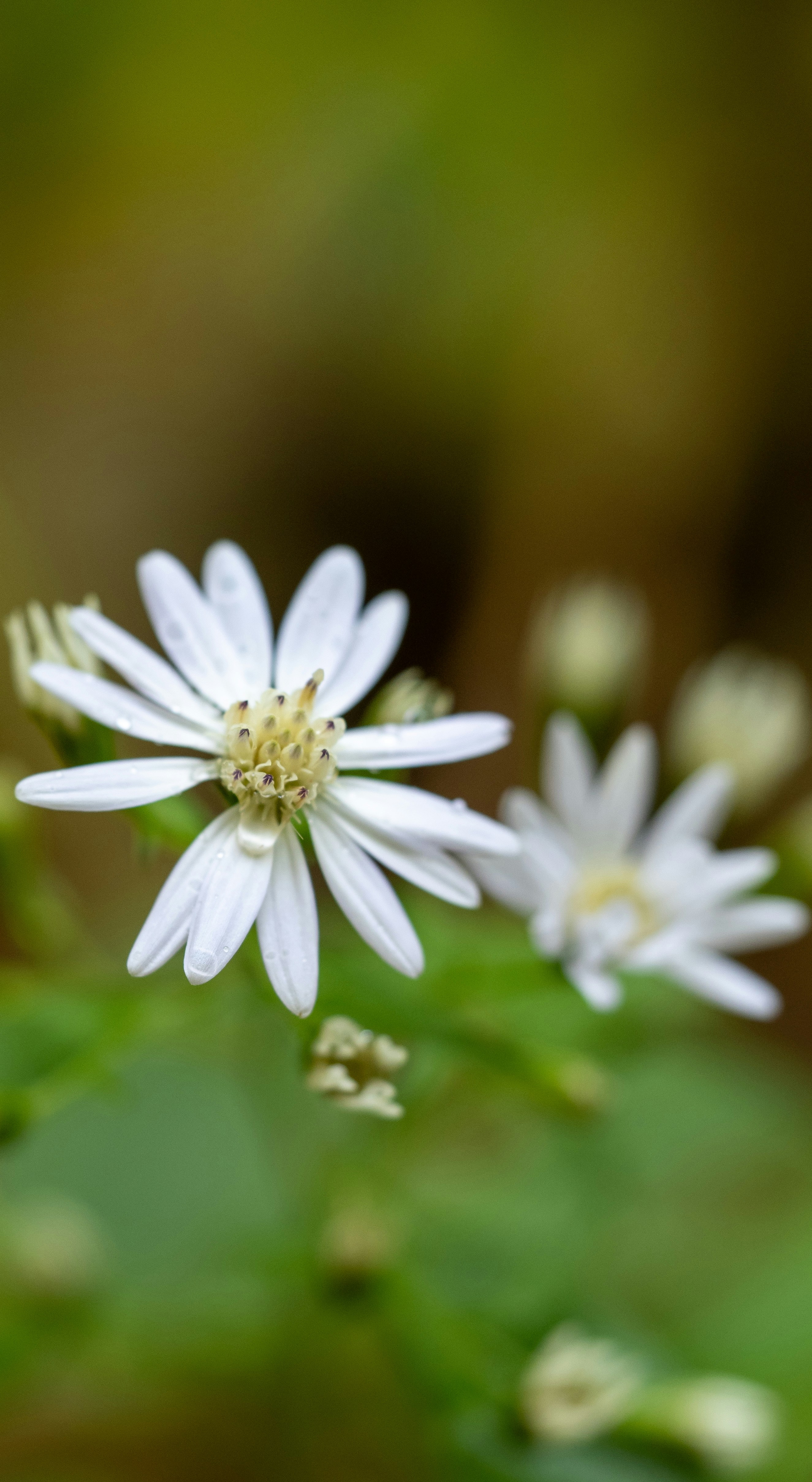 Photo by greenergrassphotography