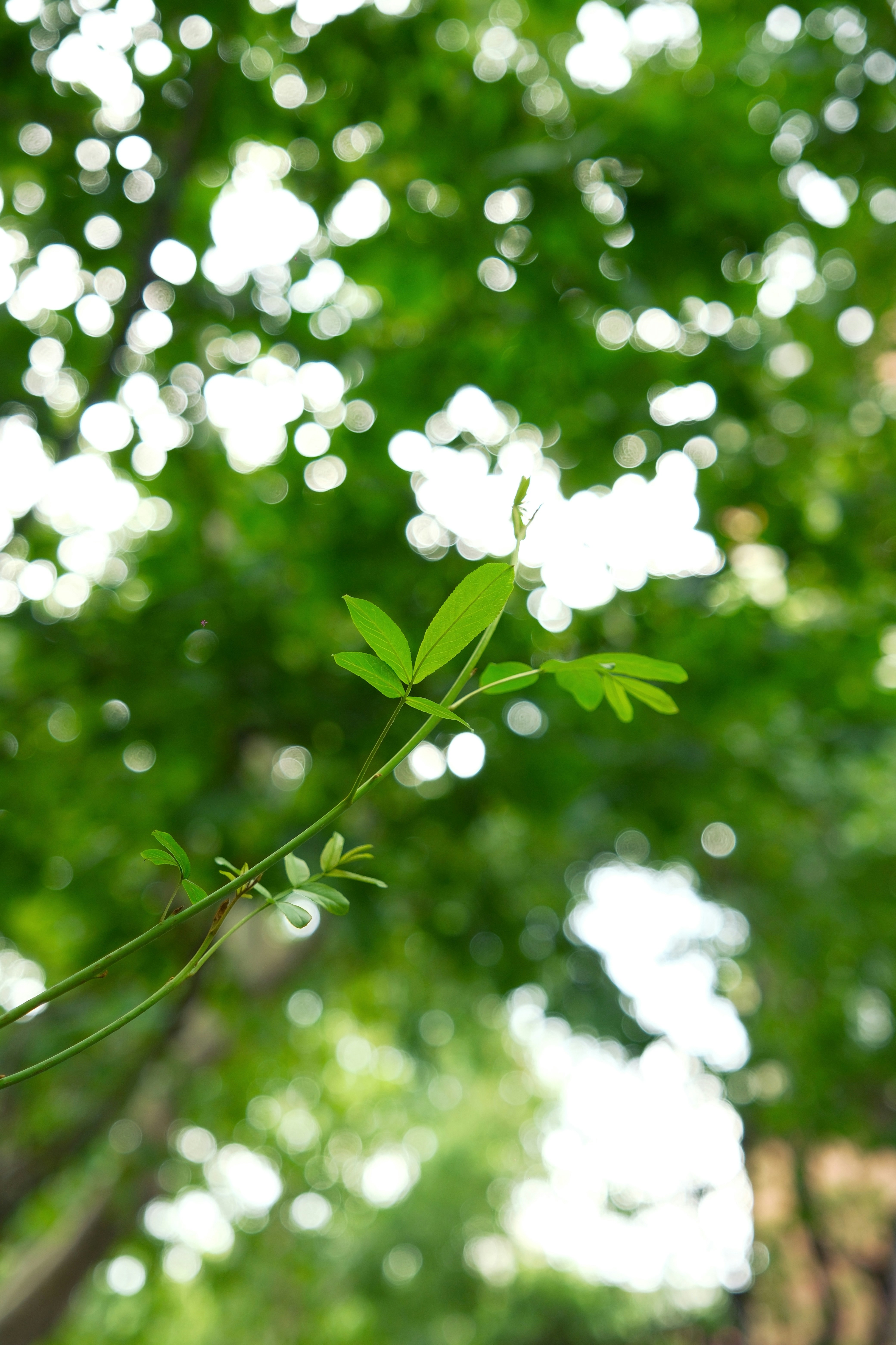 Photo by yangzhuoyue