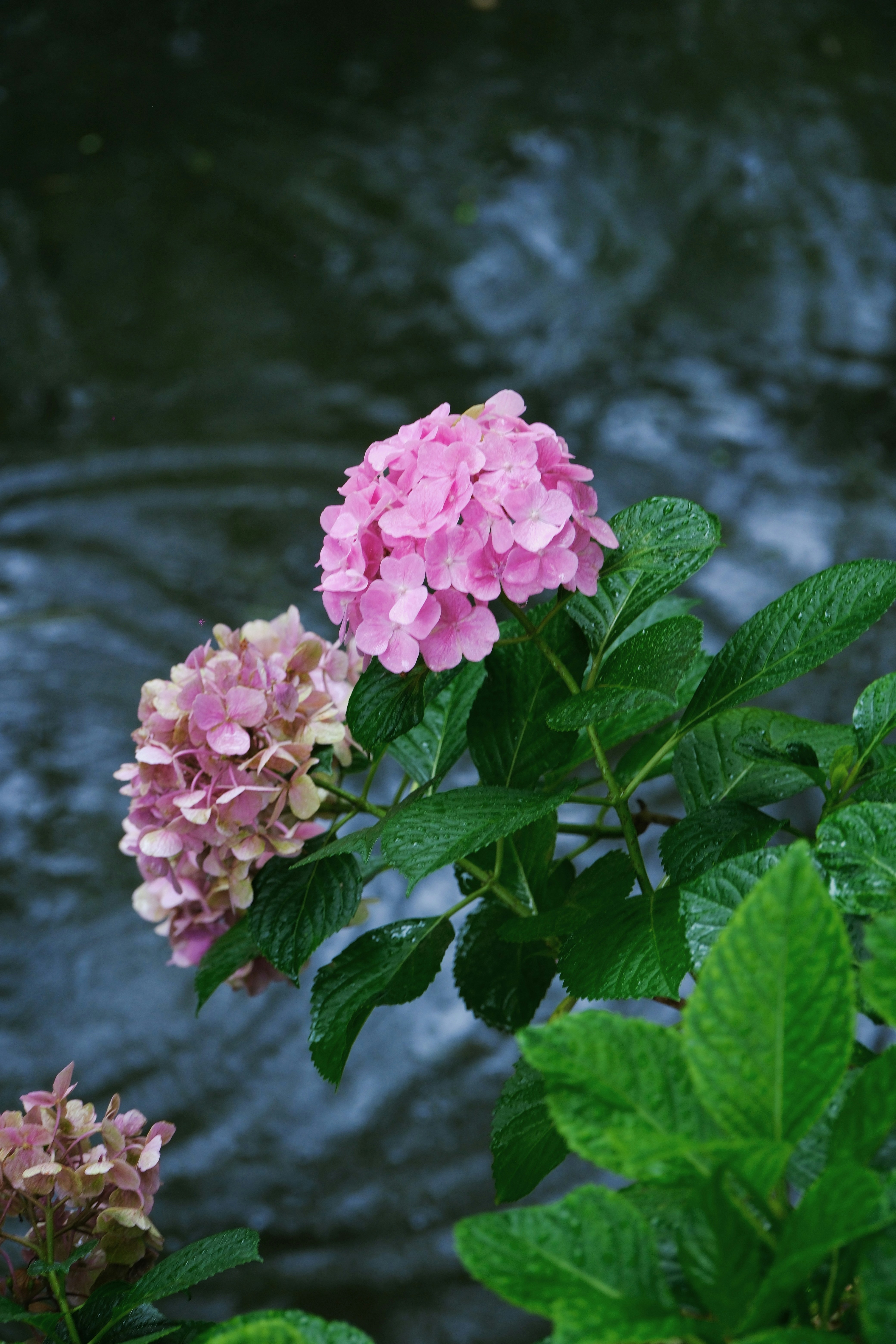 Photo by yangzhuoyue