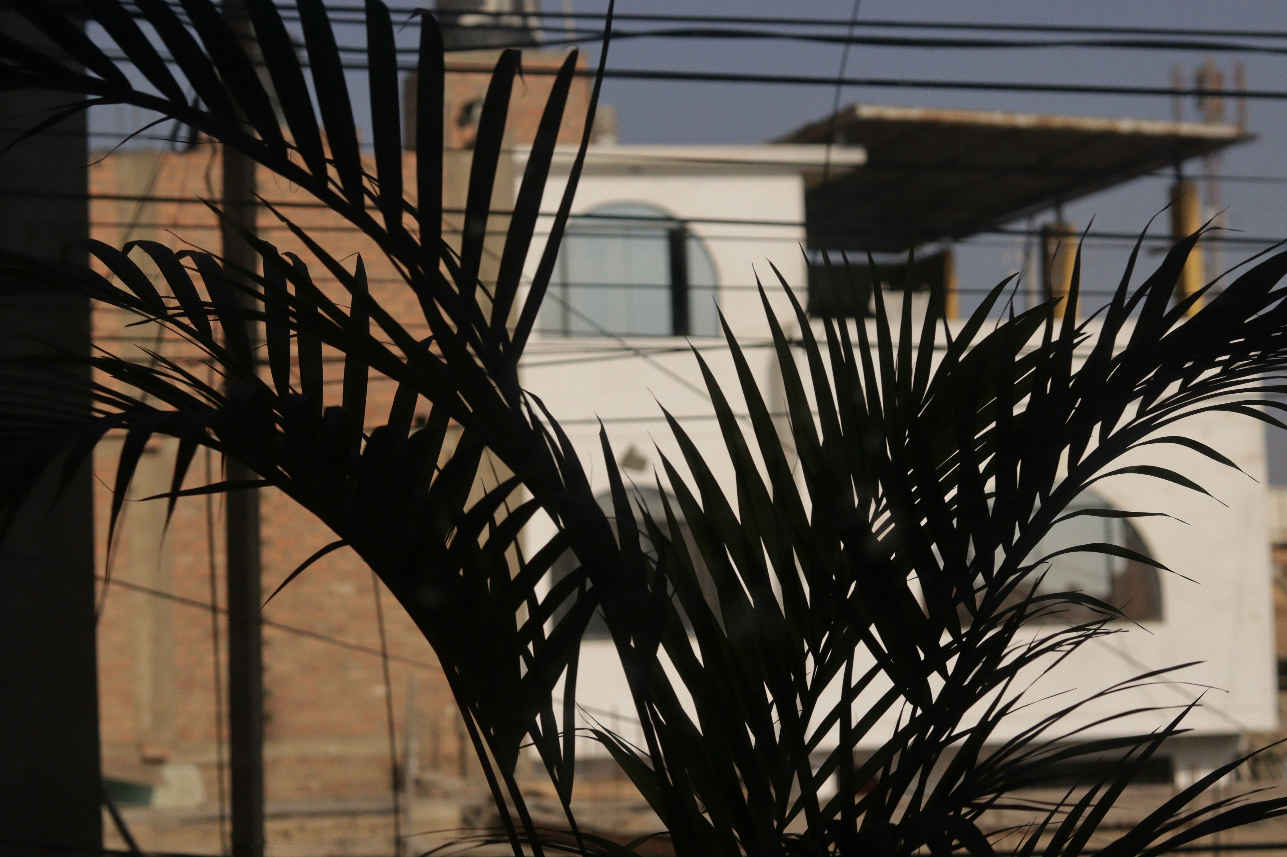 Palm fronds in silhouette with buildings behind
