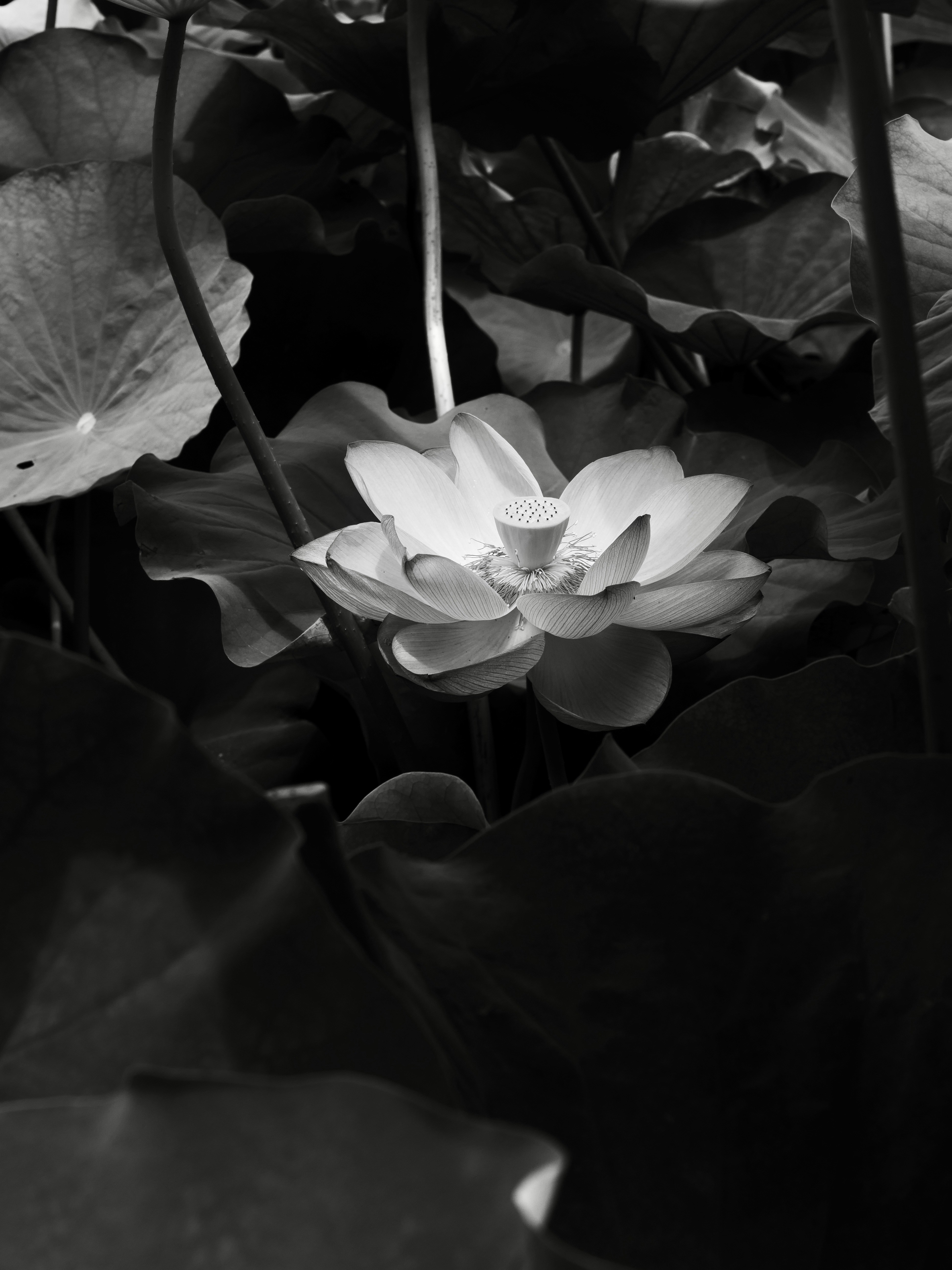 Daily Productive Sharing 1334 - How Claude Code is built