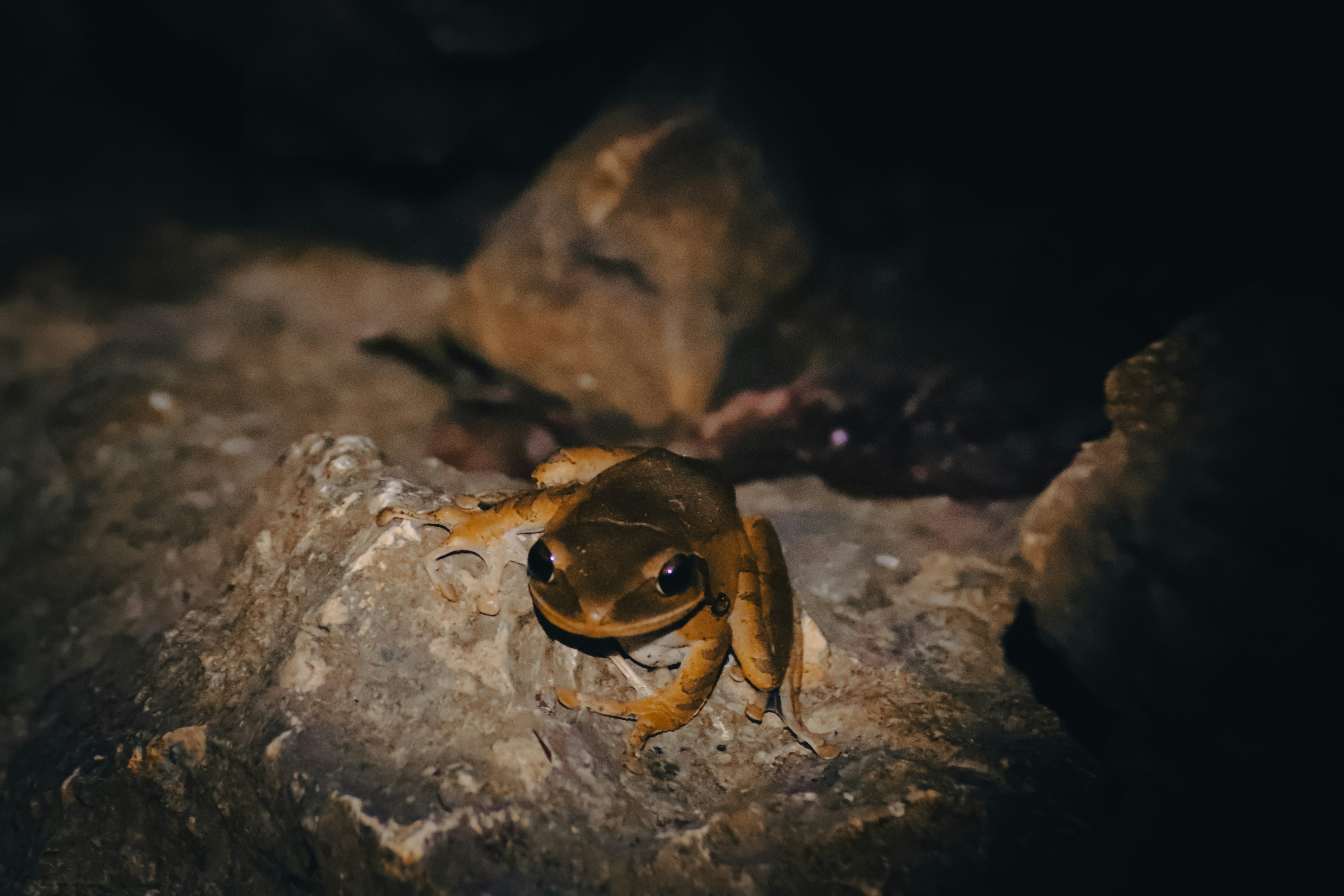 군체 영화 정보 및 크리처물 마니아를 위한 관전 포인트와 촬영 비하인드 이미지1
