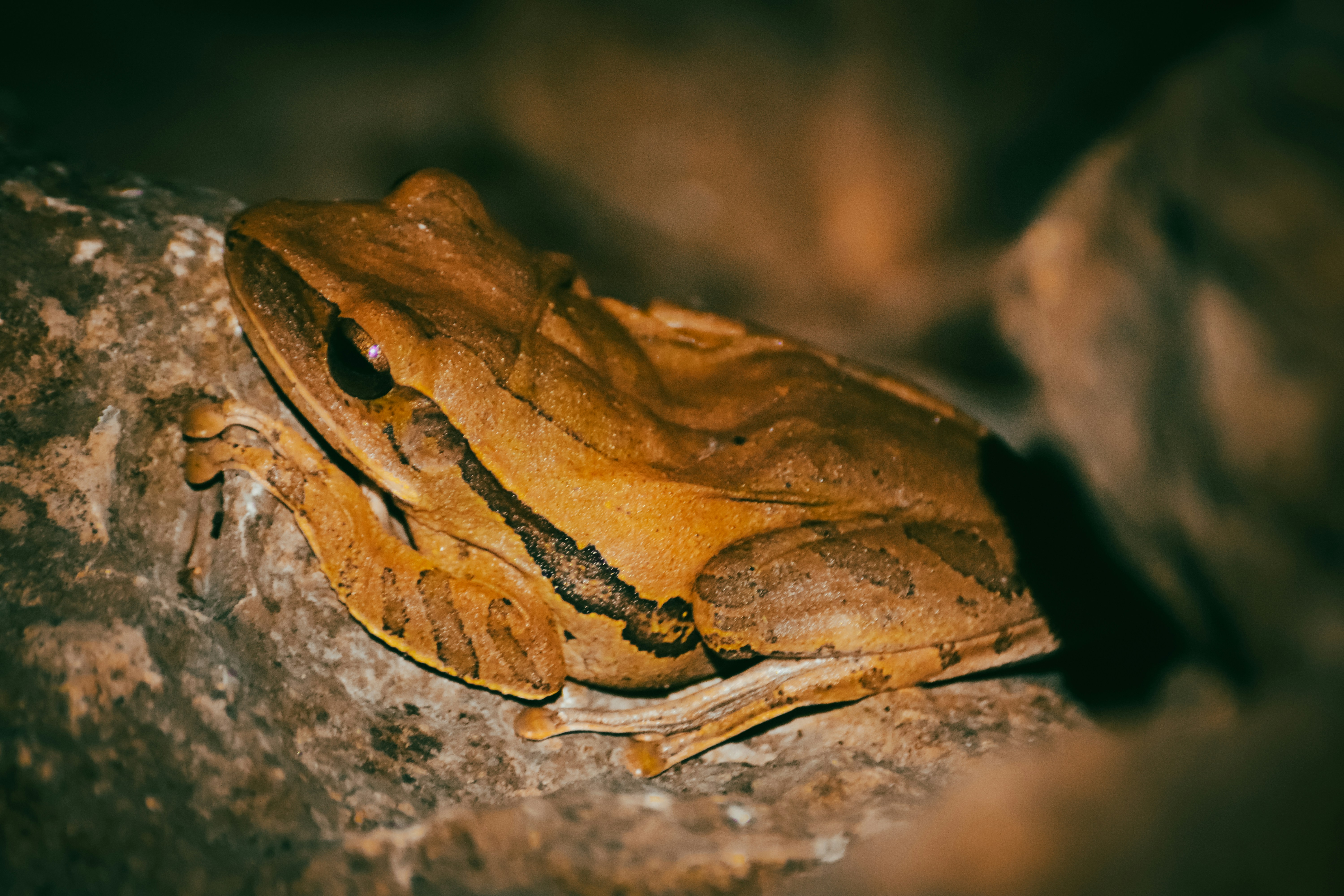 A brown frog rests on a textured rock.
