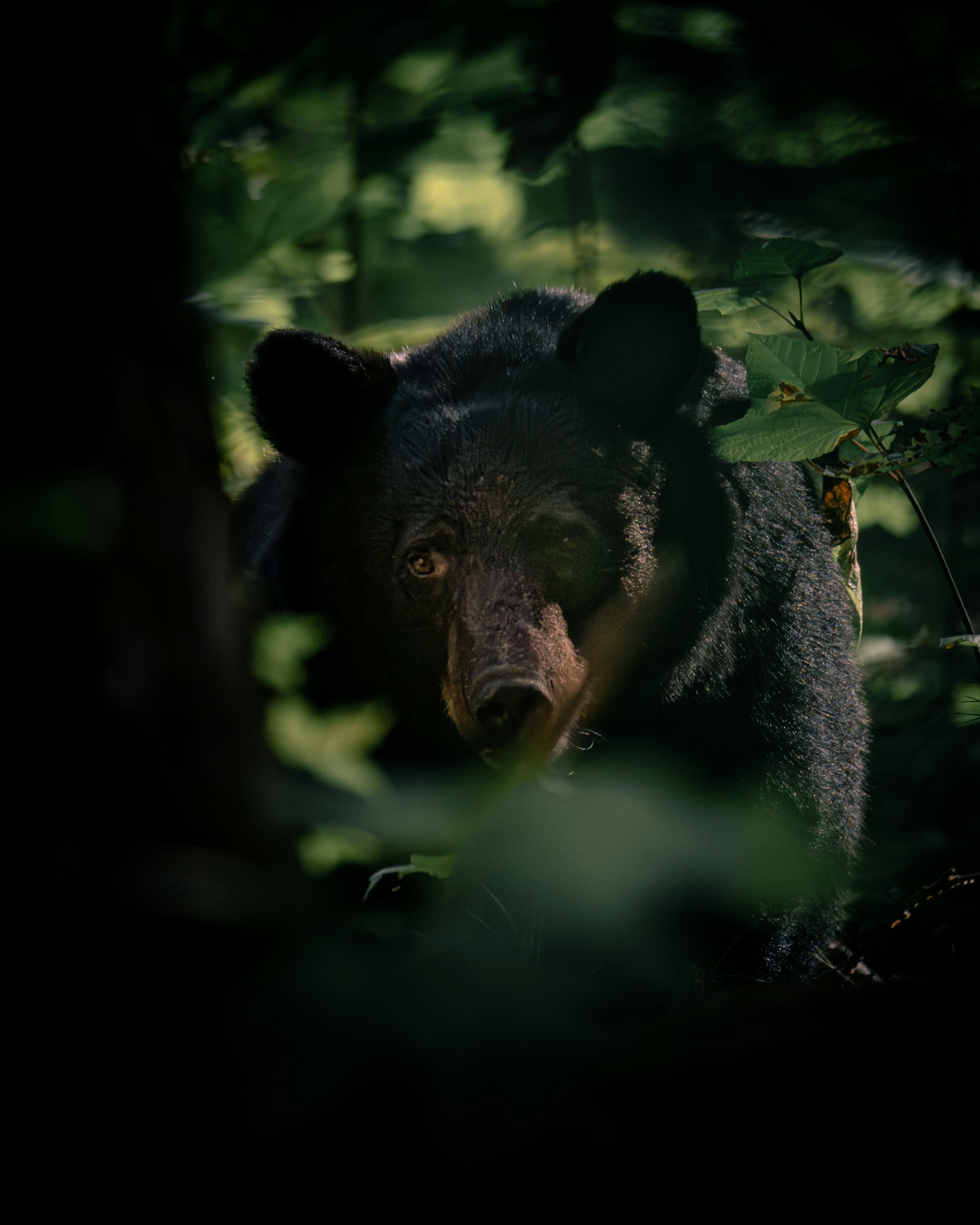 Close-up wildlife photography of wild animals in their natural habitat