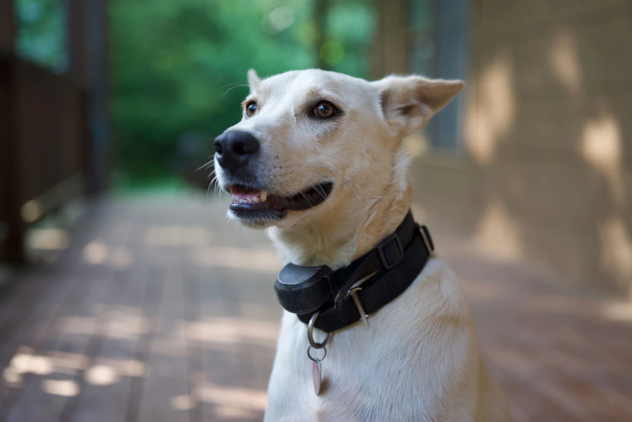 Pet Accessories