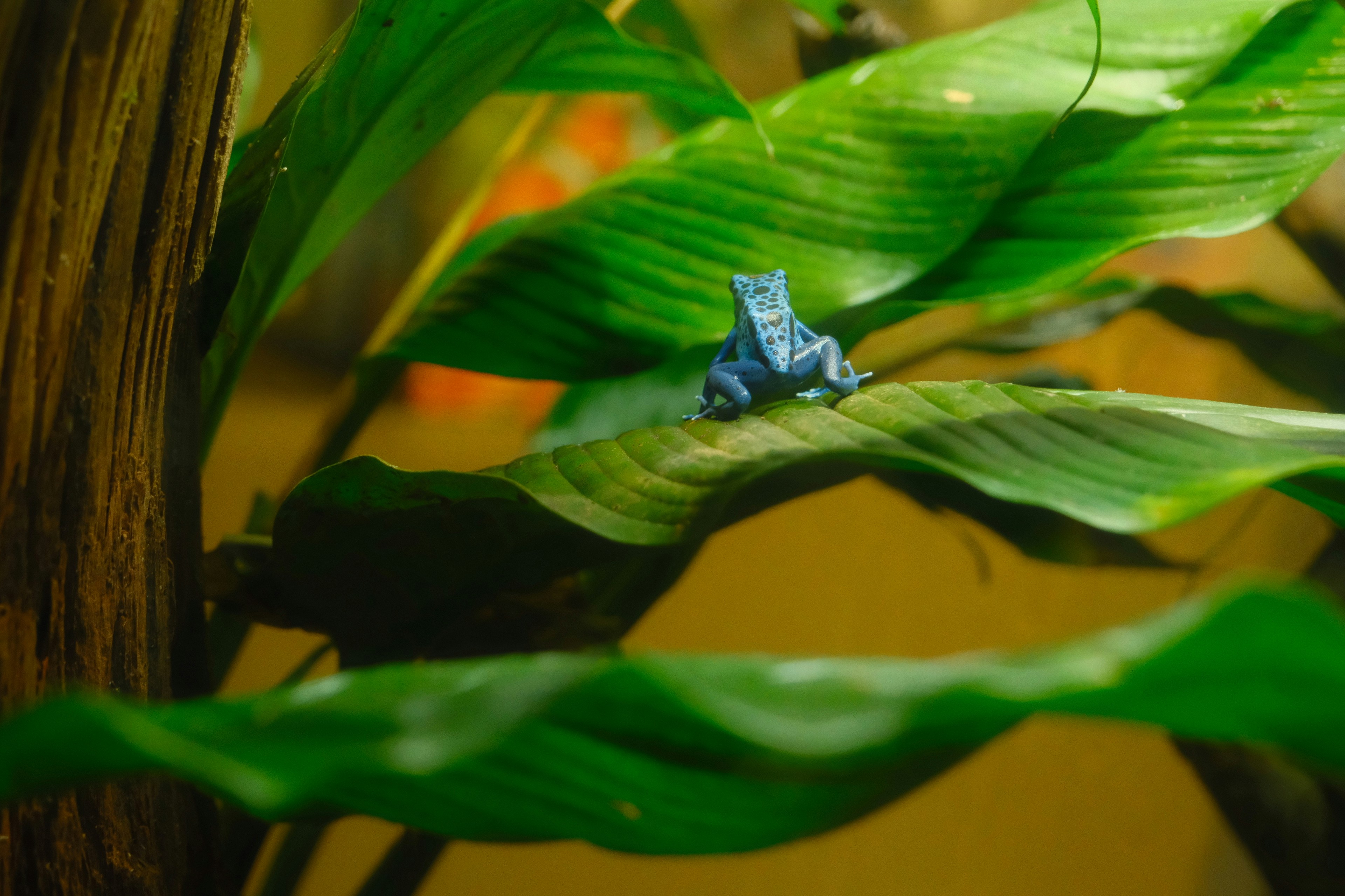 A small blue frog sits on a green leaf.