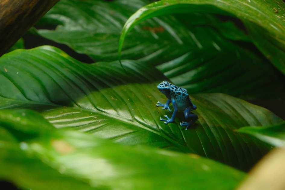 Bartagame haltung grundlagen einsteiger — practical guide overview