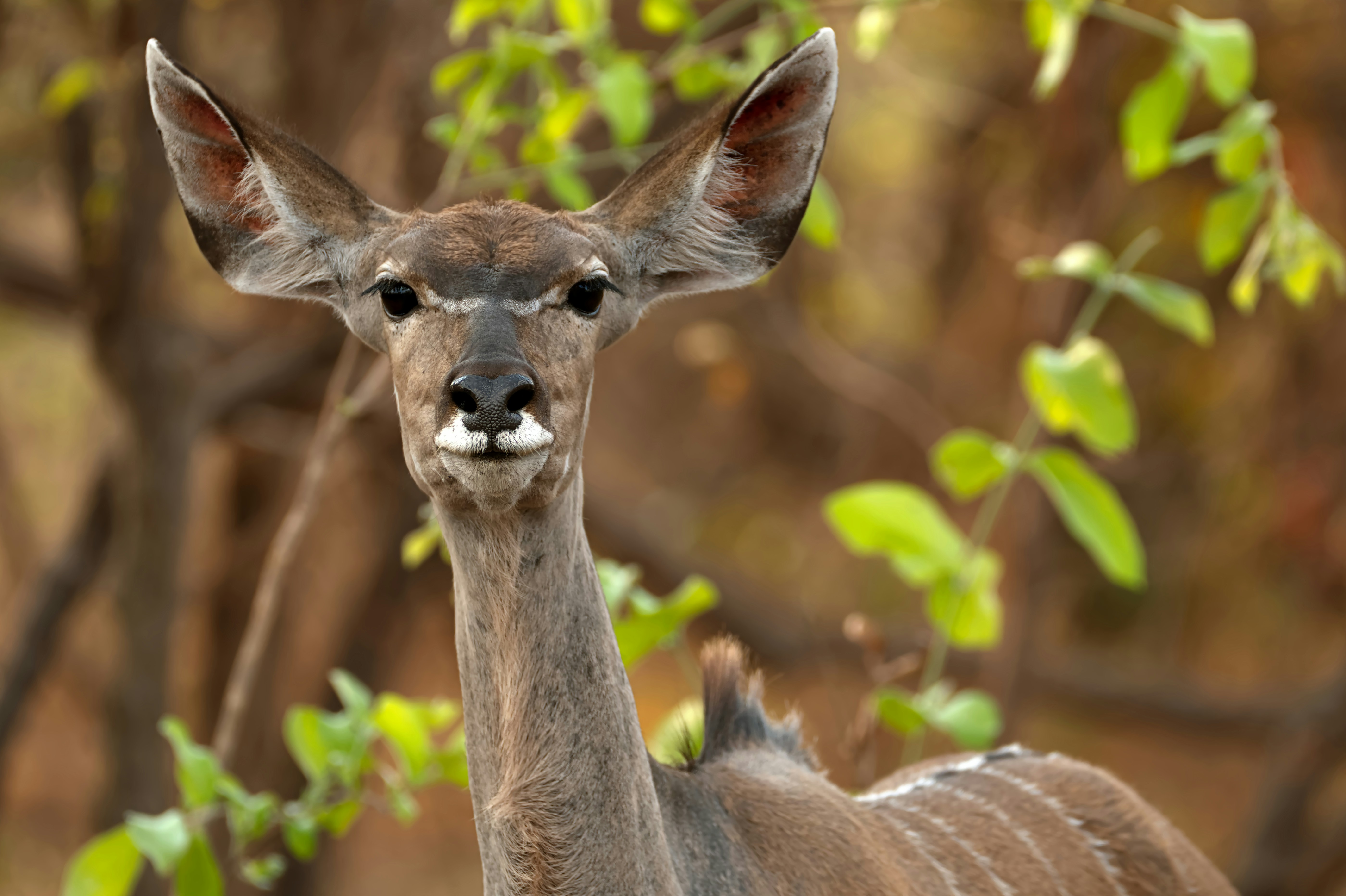 A close-up of a greater kudu looking forward.