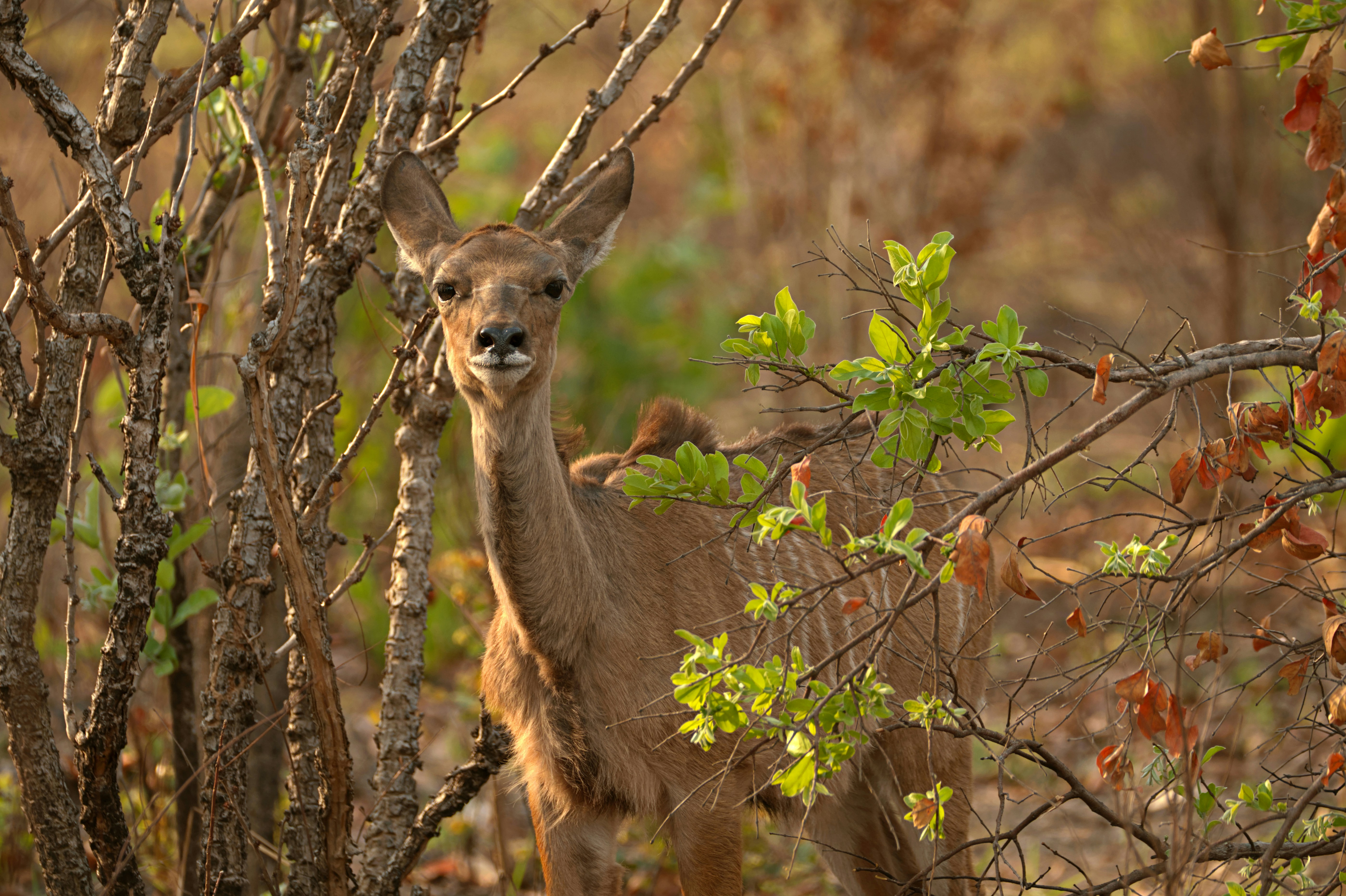 A young deer peeks through branches in a forest.