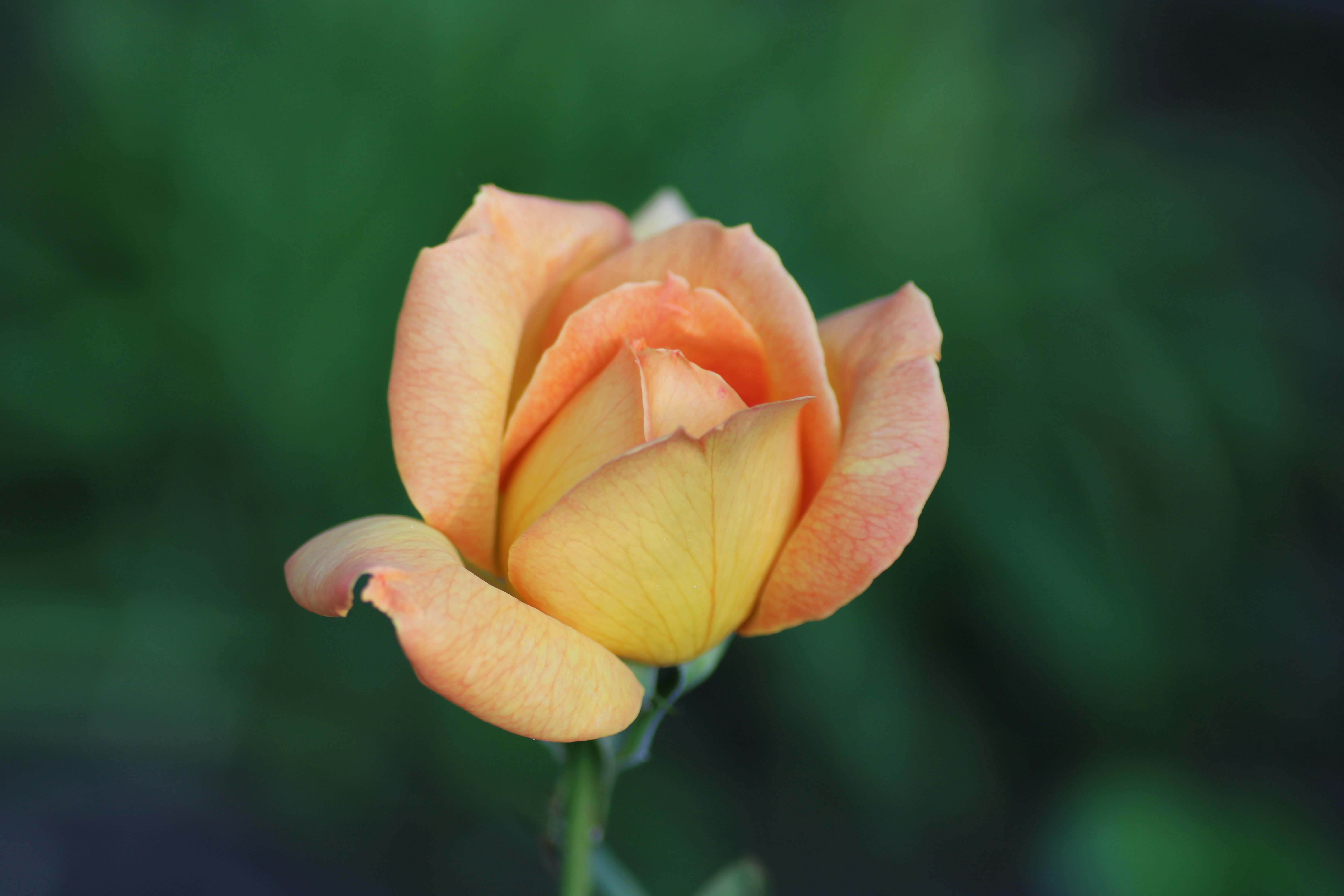 Photo by hermandmytro