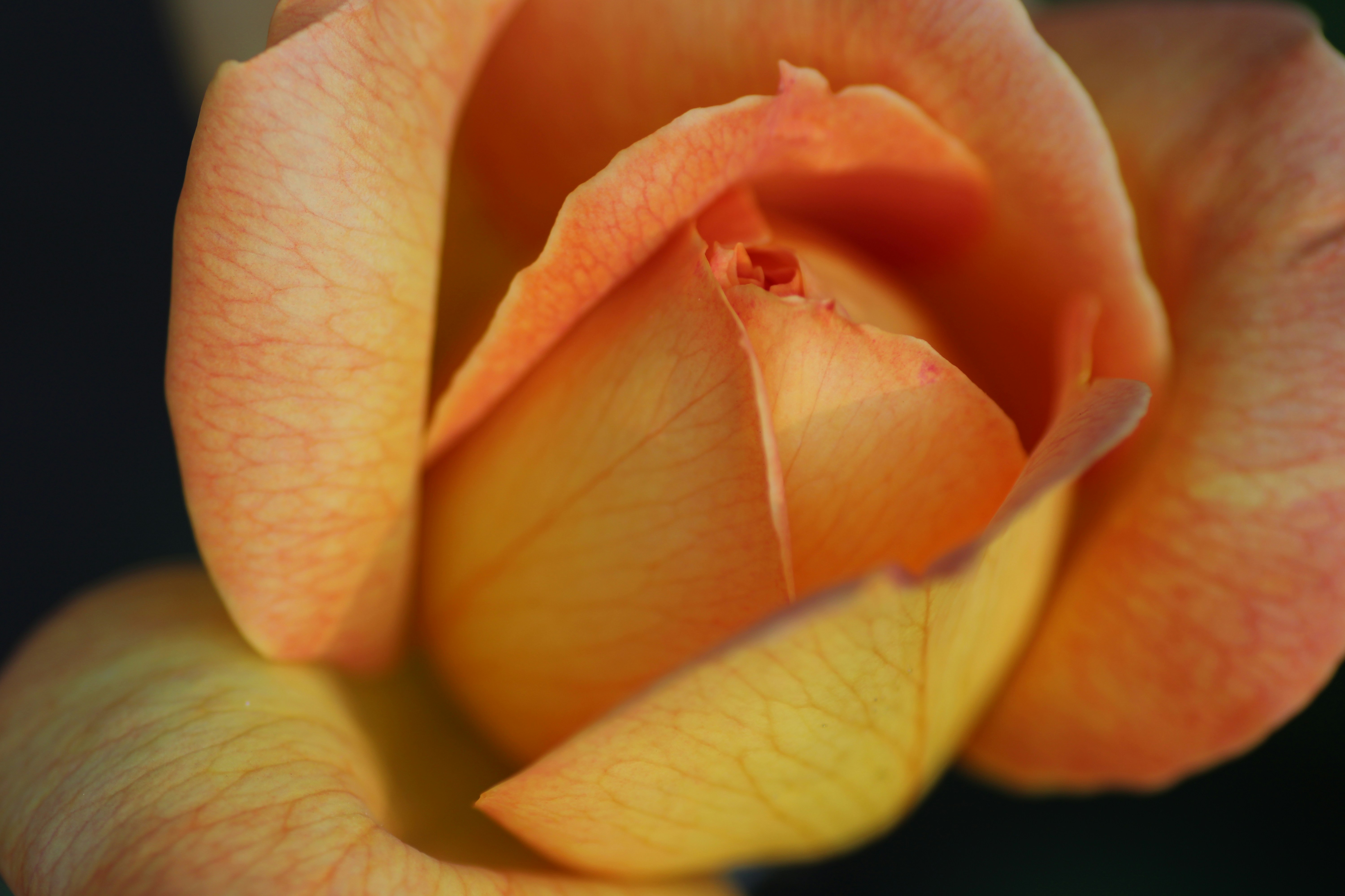 Photo by hermandmytro