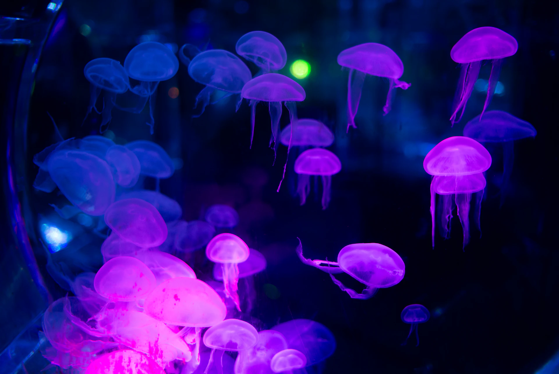 Bioluminescent marine life glowing in dark water