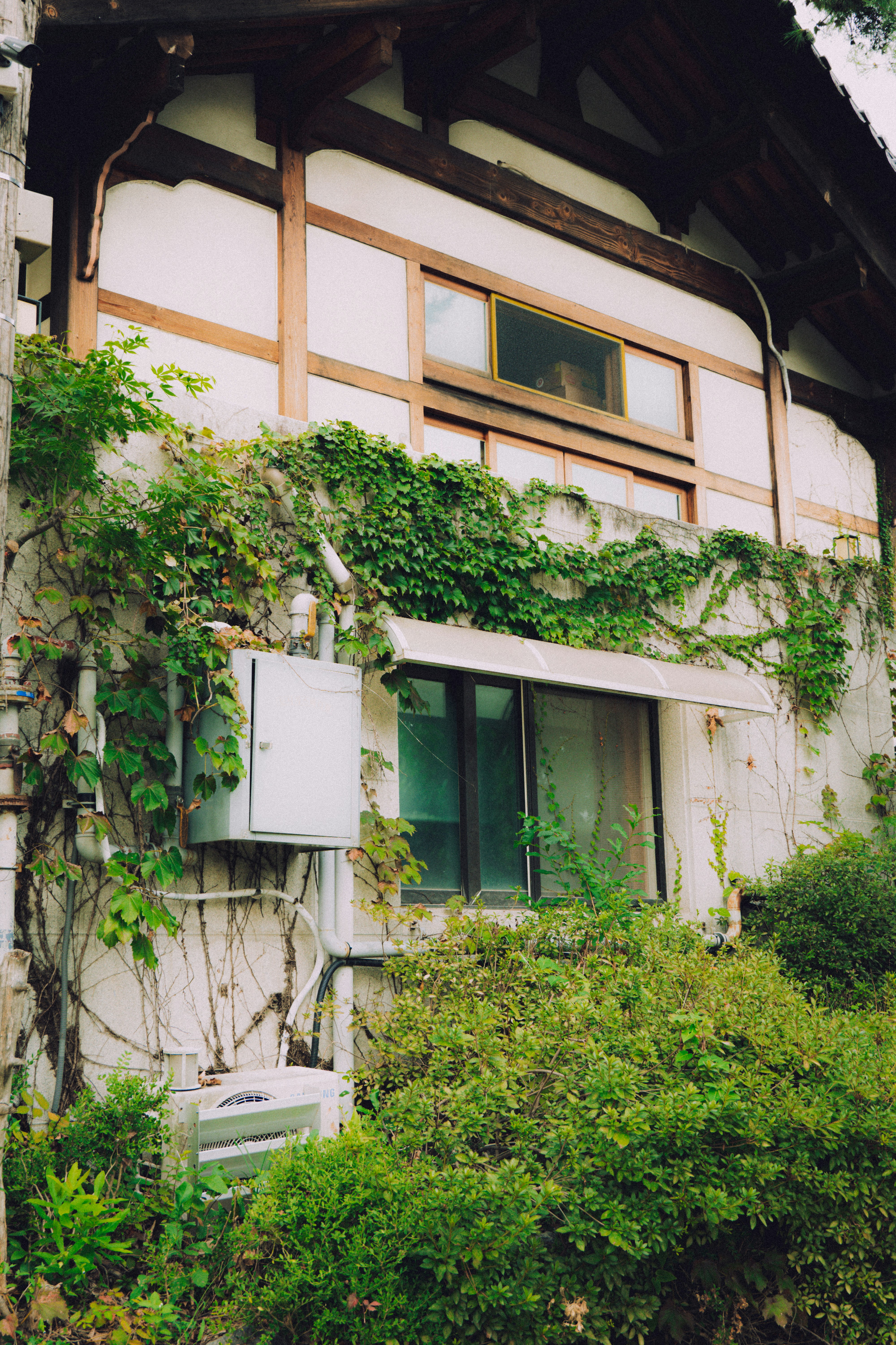 Overgrown vines cover an old building with windows.