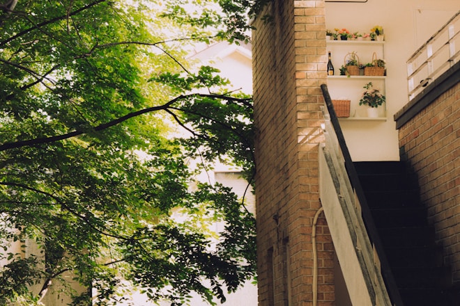 Green trees beside a brick building with shelves.