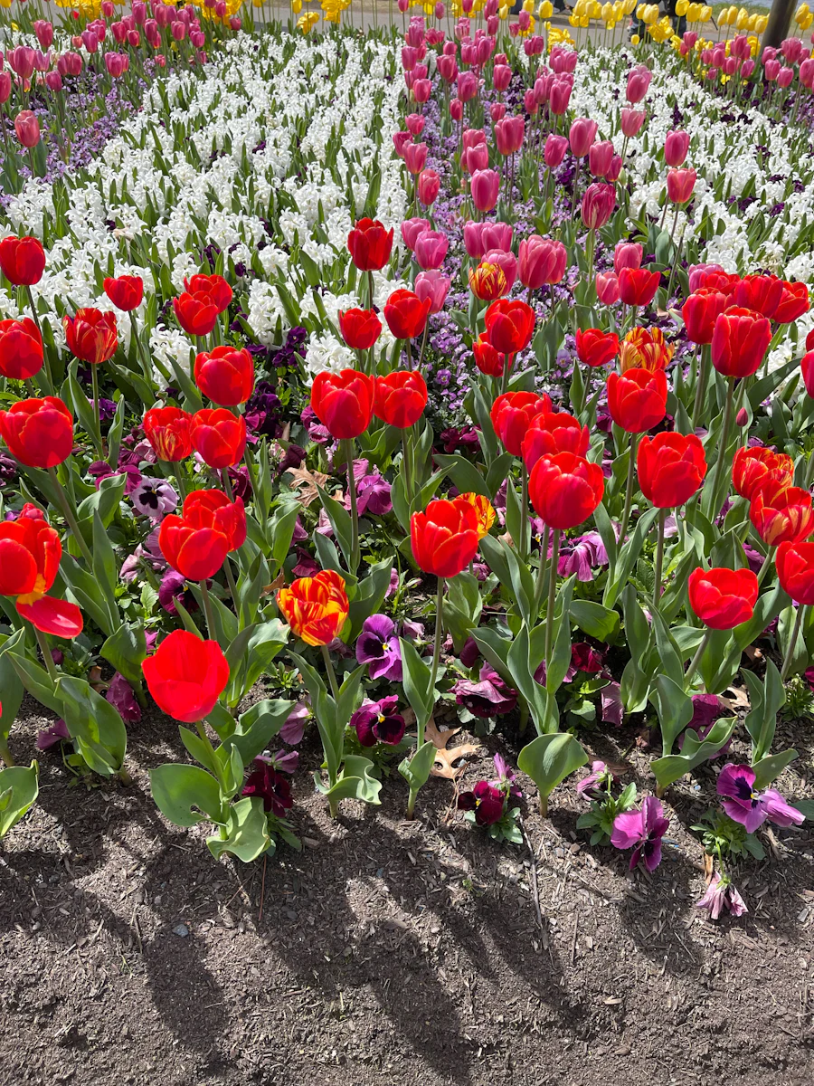 Colorful tulip garden bed
