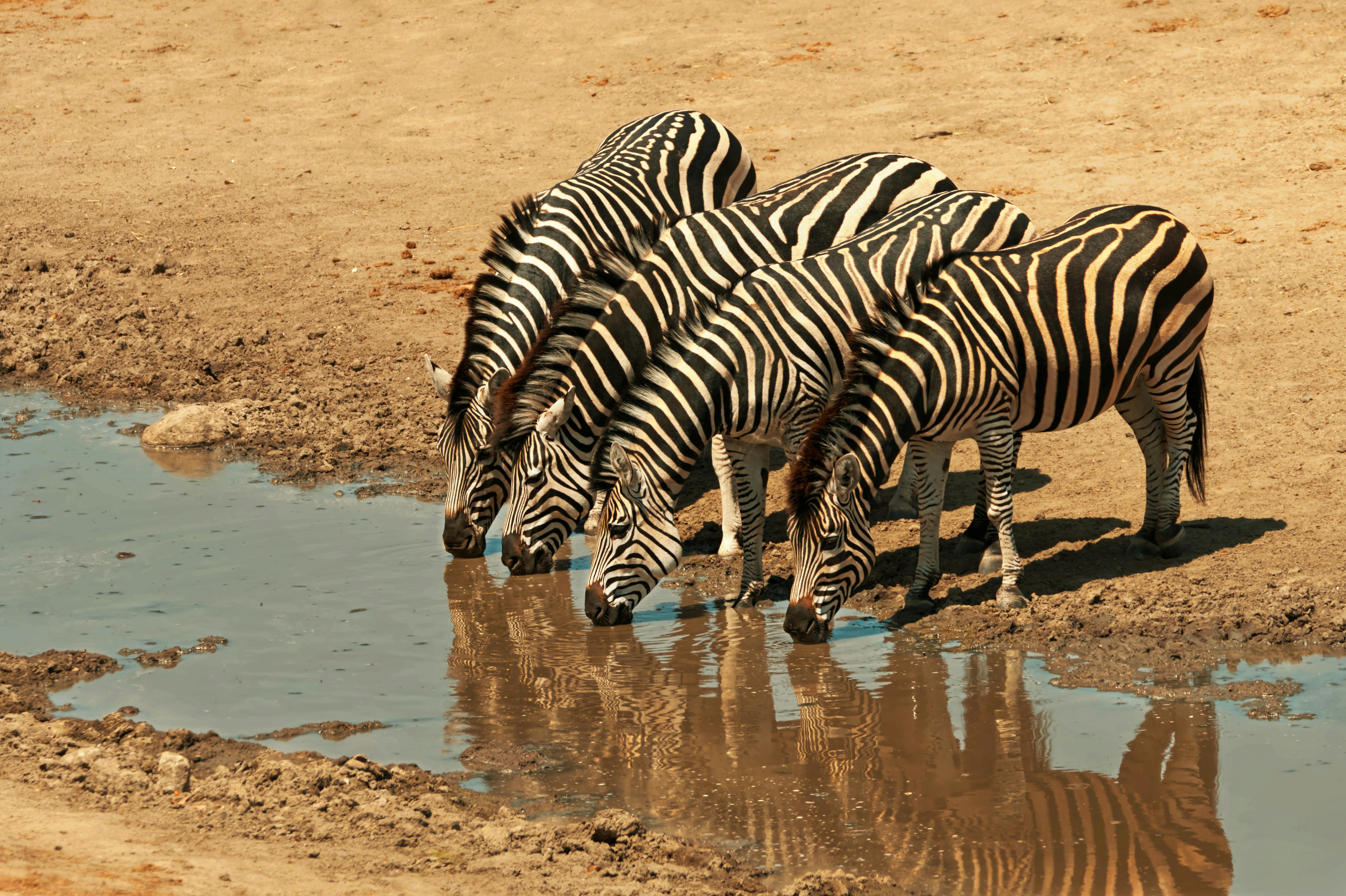 Zebras drinking water from a muddy puddle.