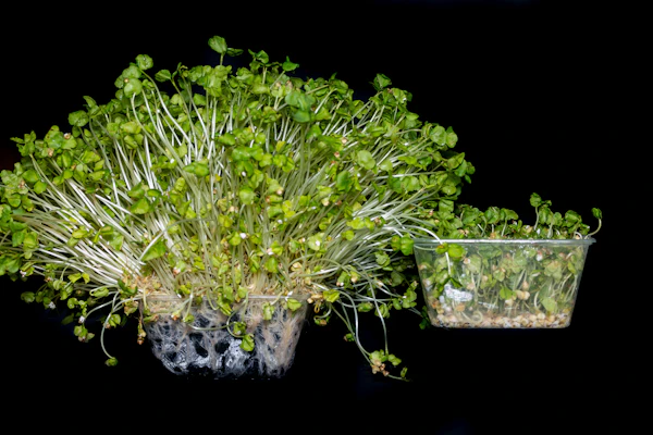 Broccoli microgreens