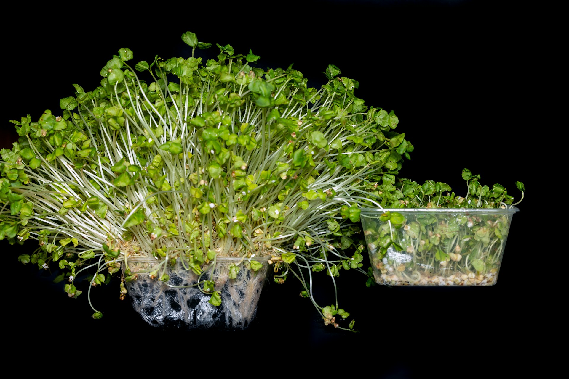 Fresh green sprouts growing in containers on a black background
