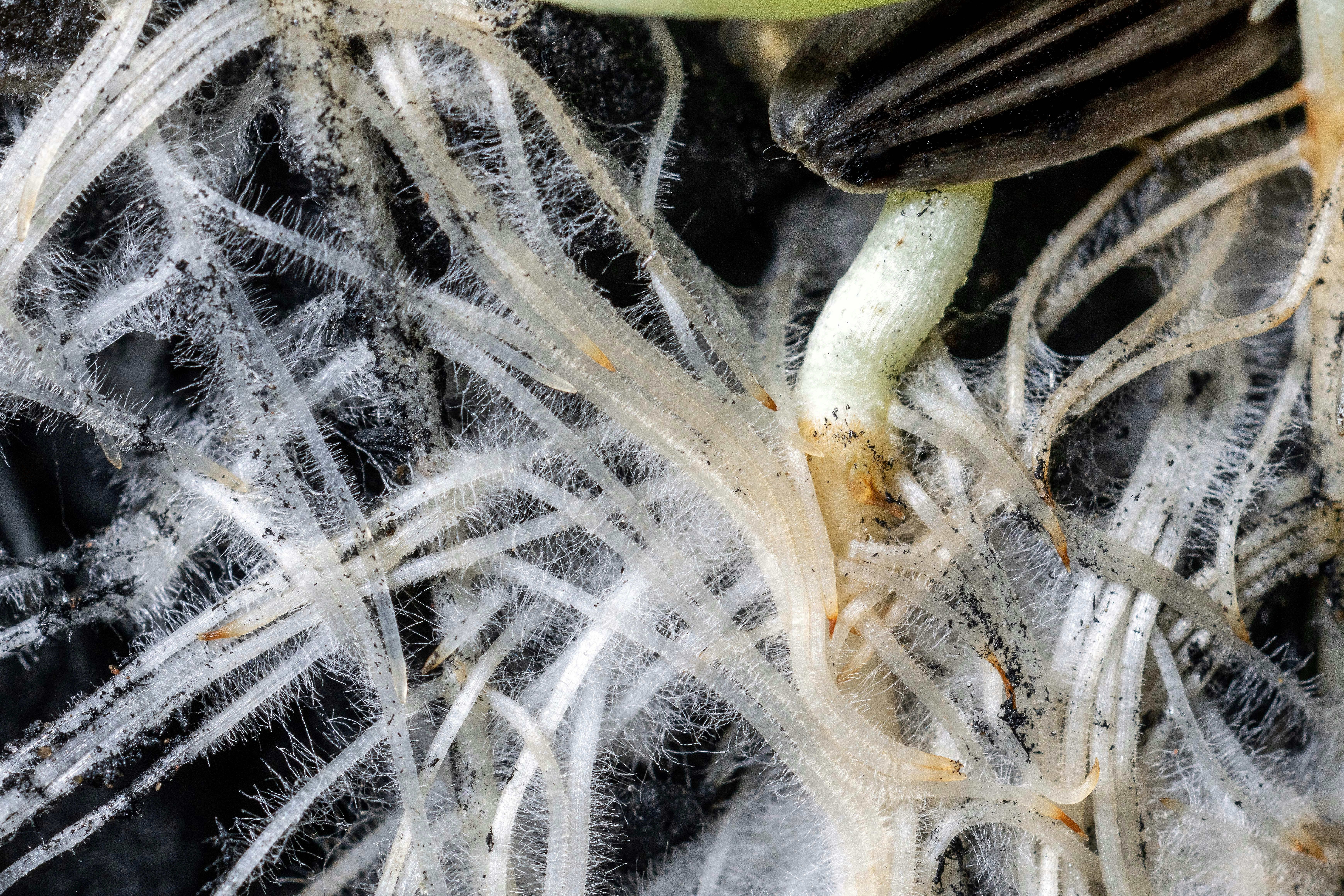 Sunflower sprout roots