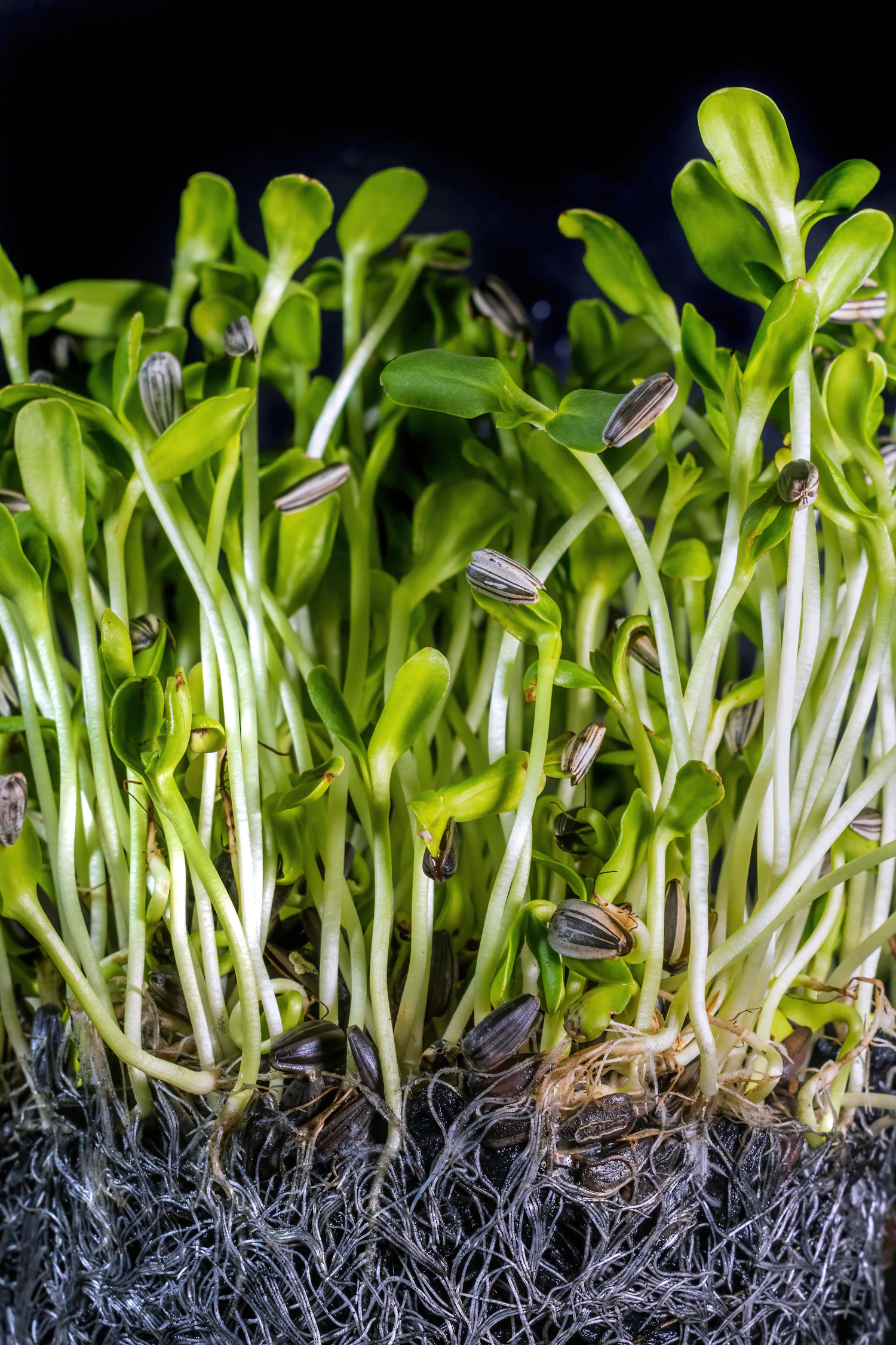 Sunflower sprouts standing tall with their roots and seed husks