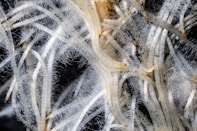 Close-up of white plant roots with fine hairs.