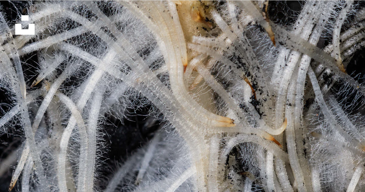 Fine Roots Inmage Close-up of white plant roots with fine hairs. photo – Free Sunflower ...