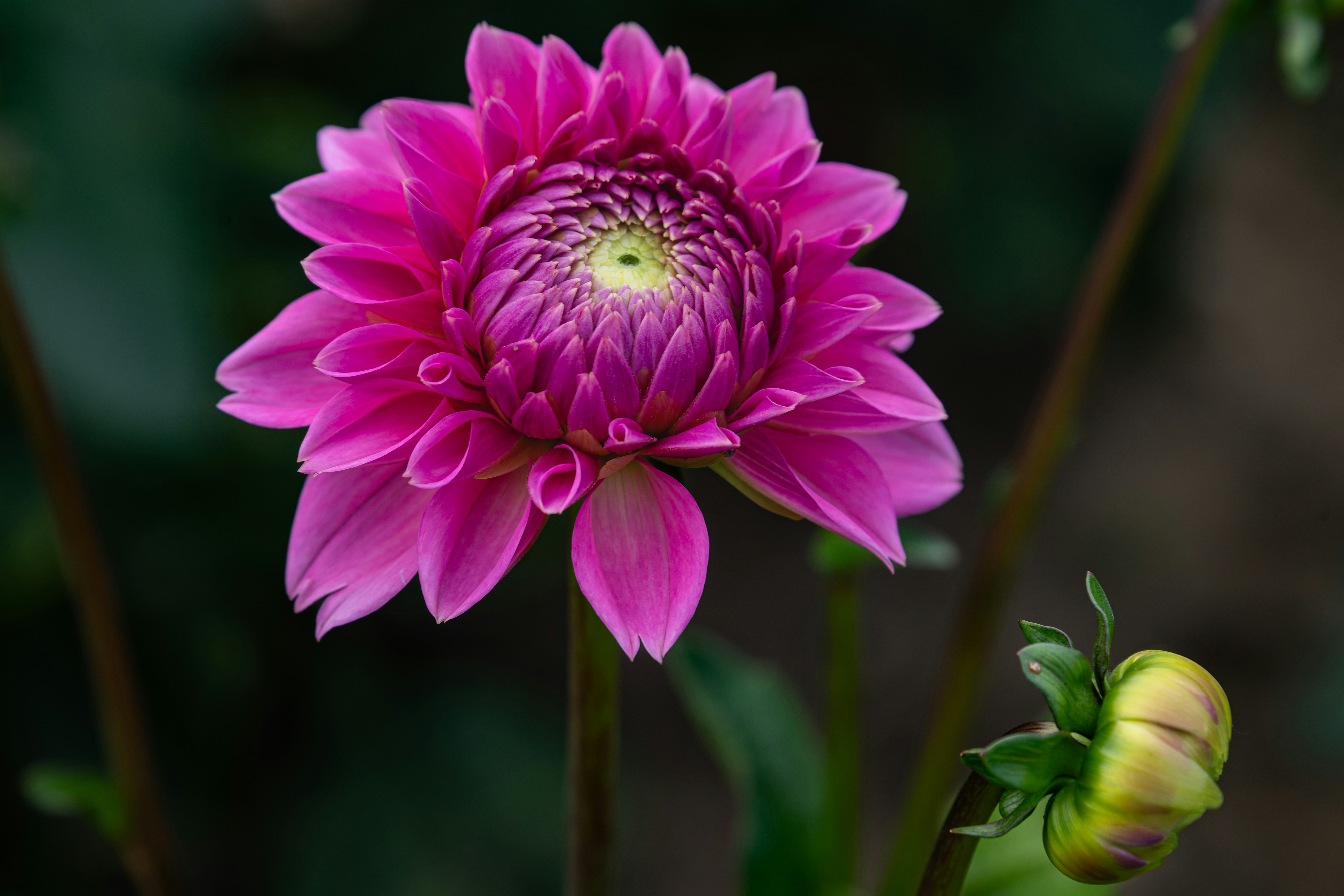 Photo by siegfriedpoepperl