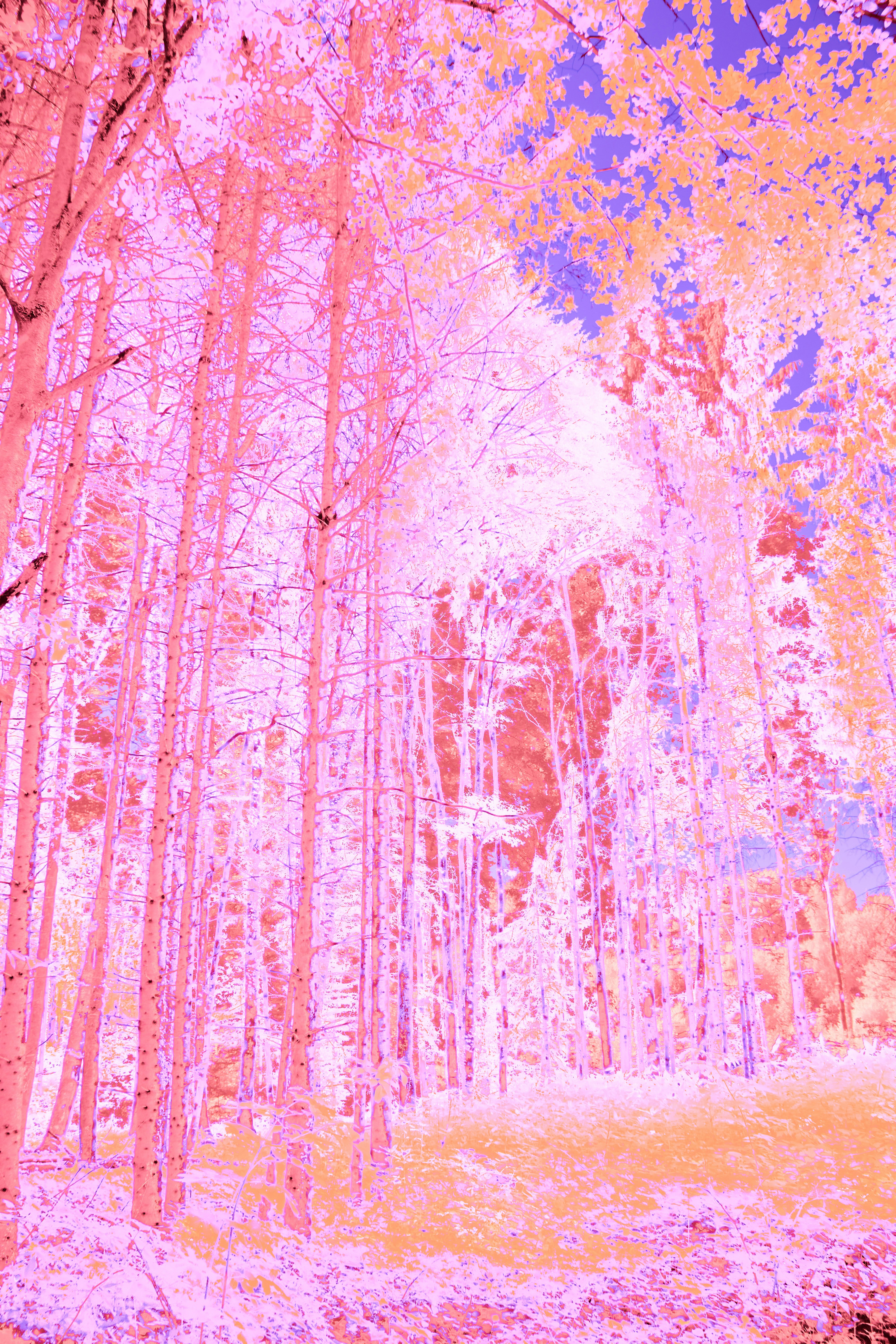 Photo by wolfgang_hasselmann