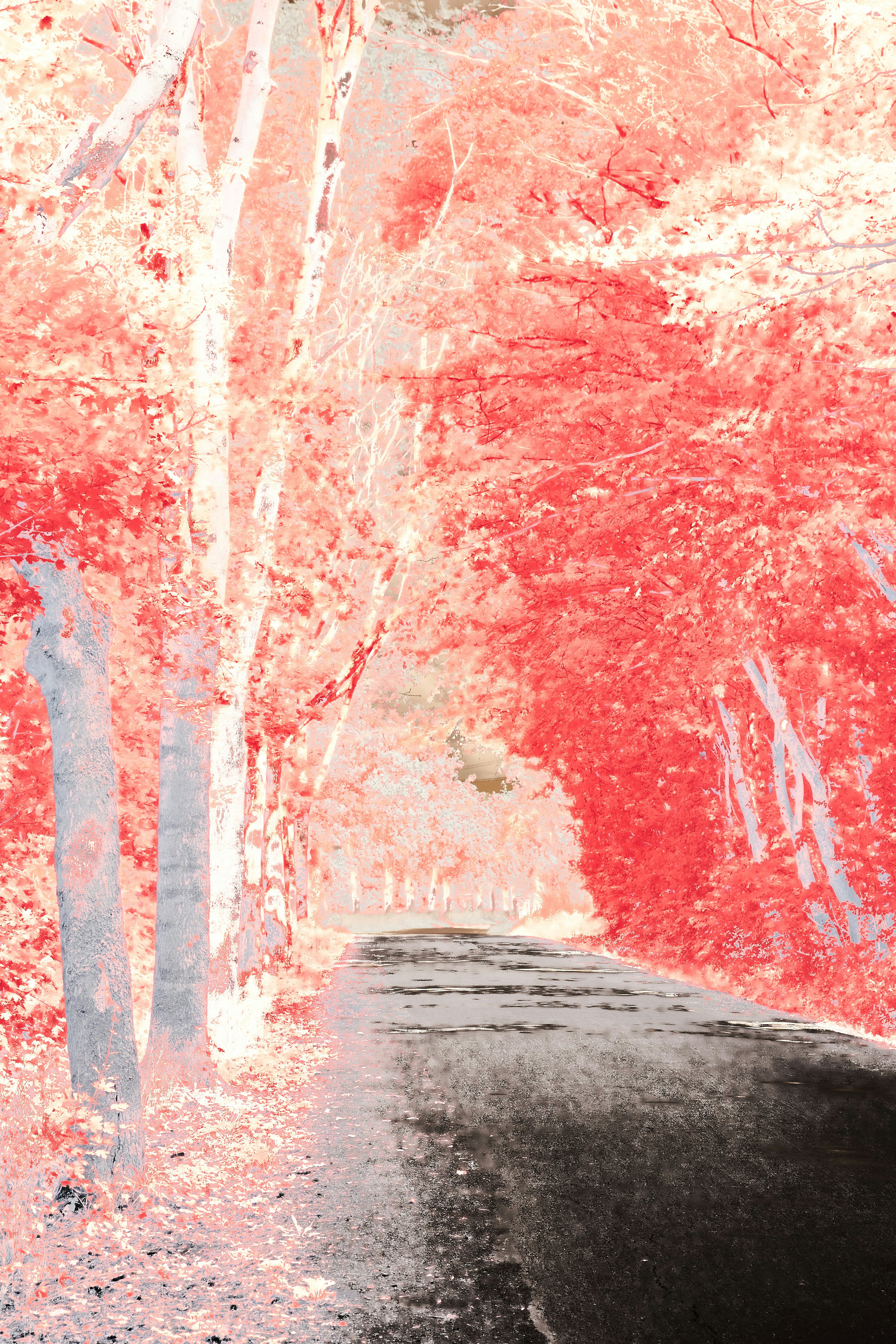 Photo by wolfgang_hasselmann