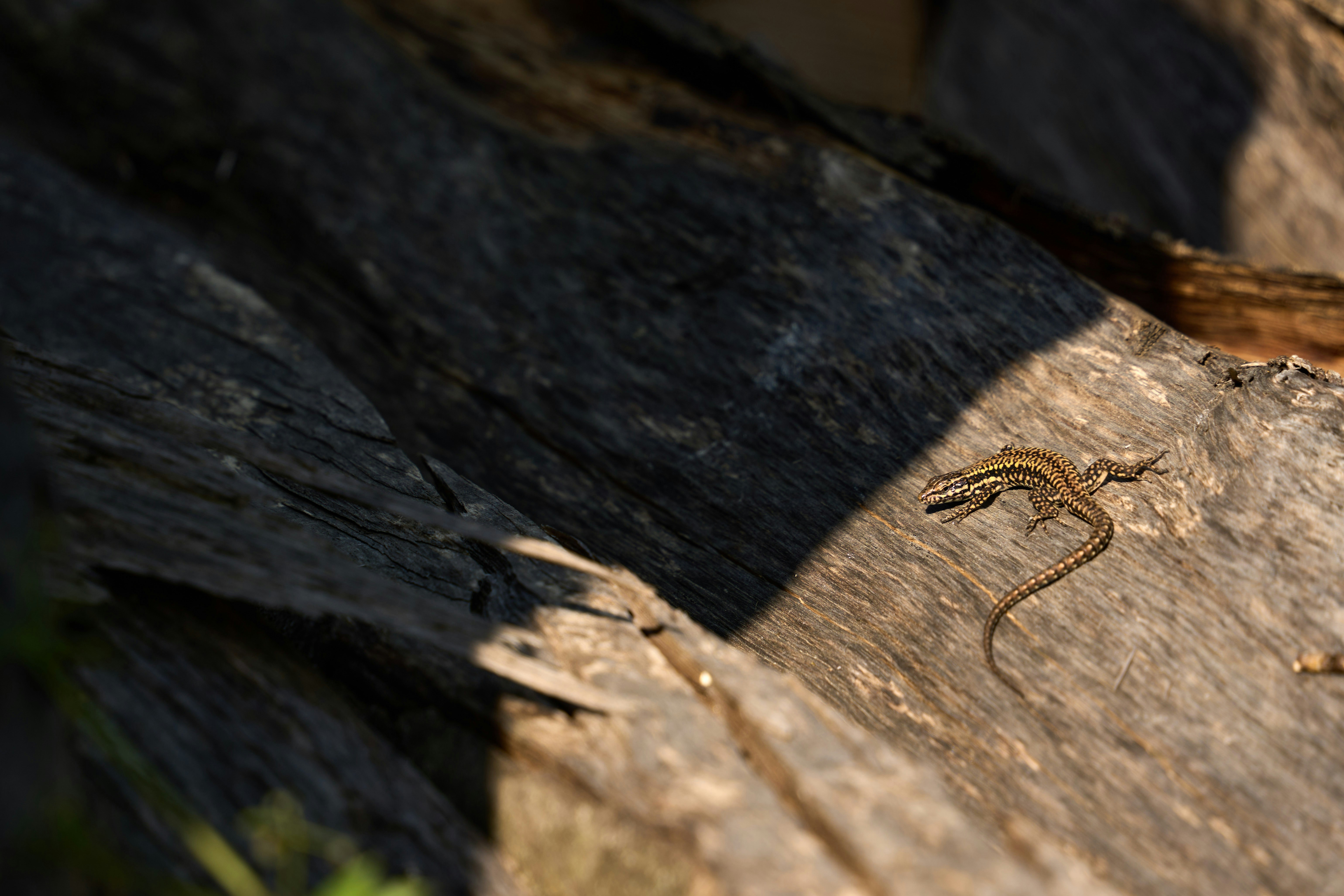 Photo by wolfgang_hasselmann