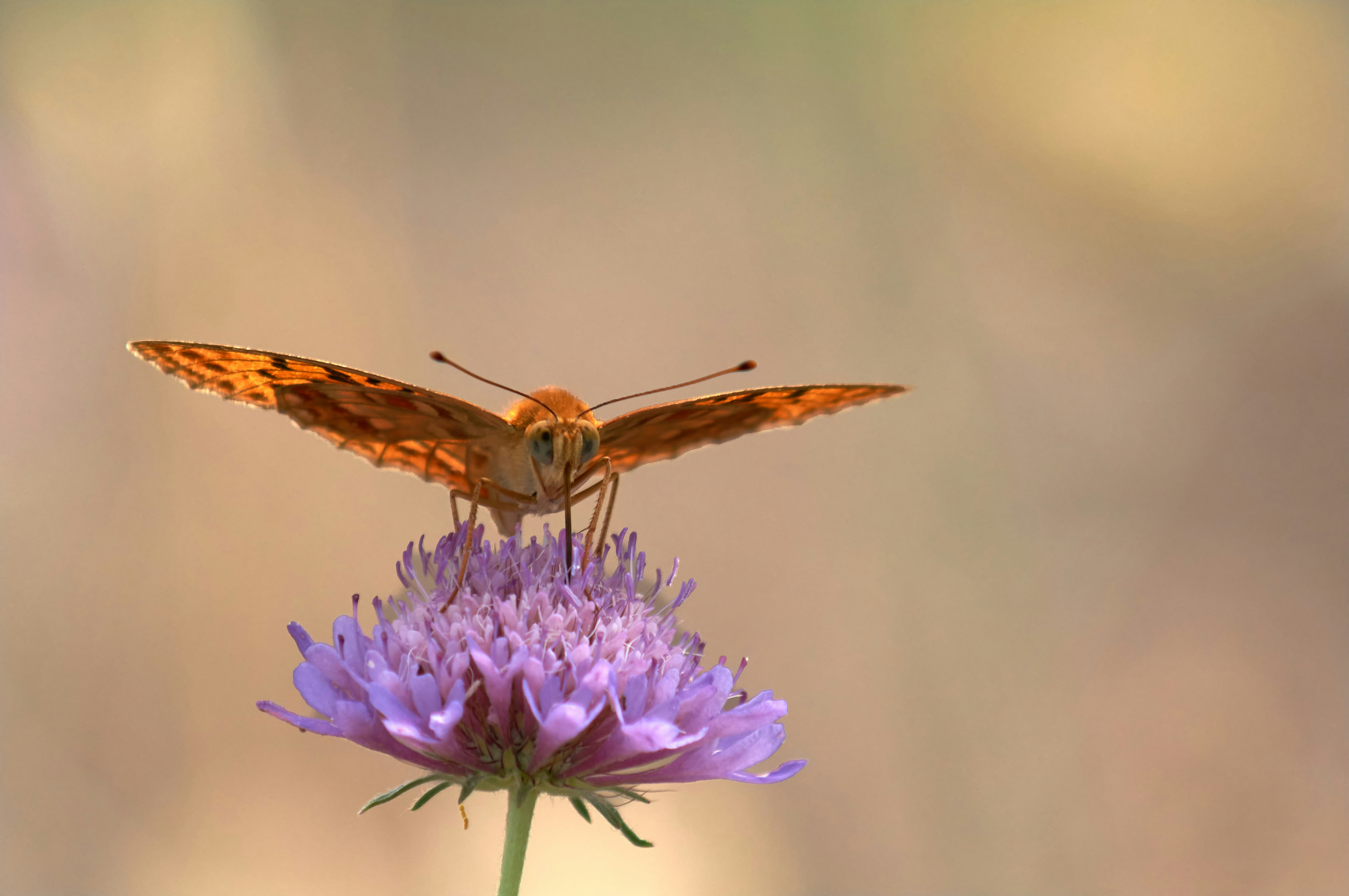 Photo by wolfgang_hasselmann