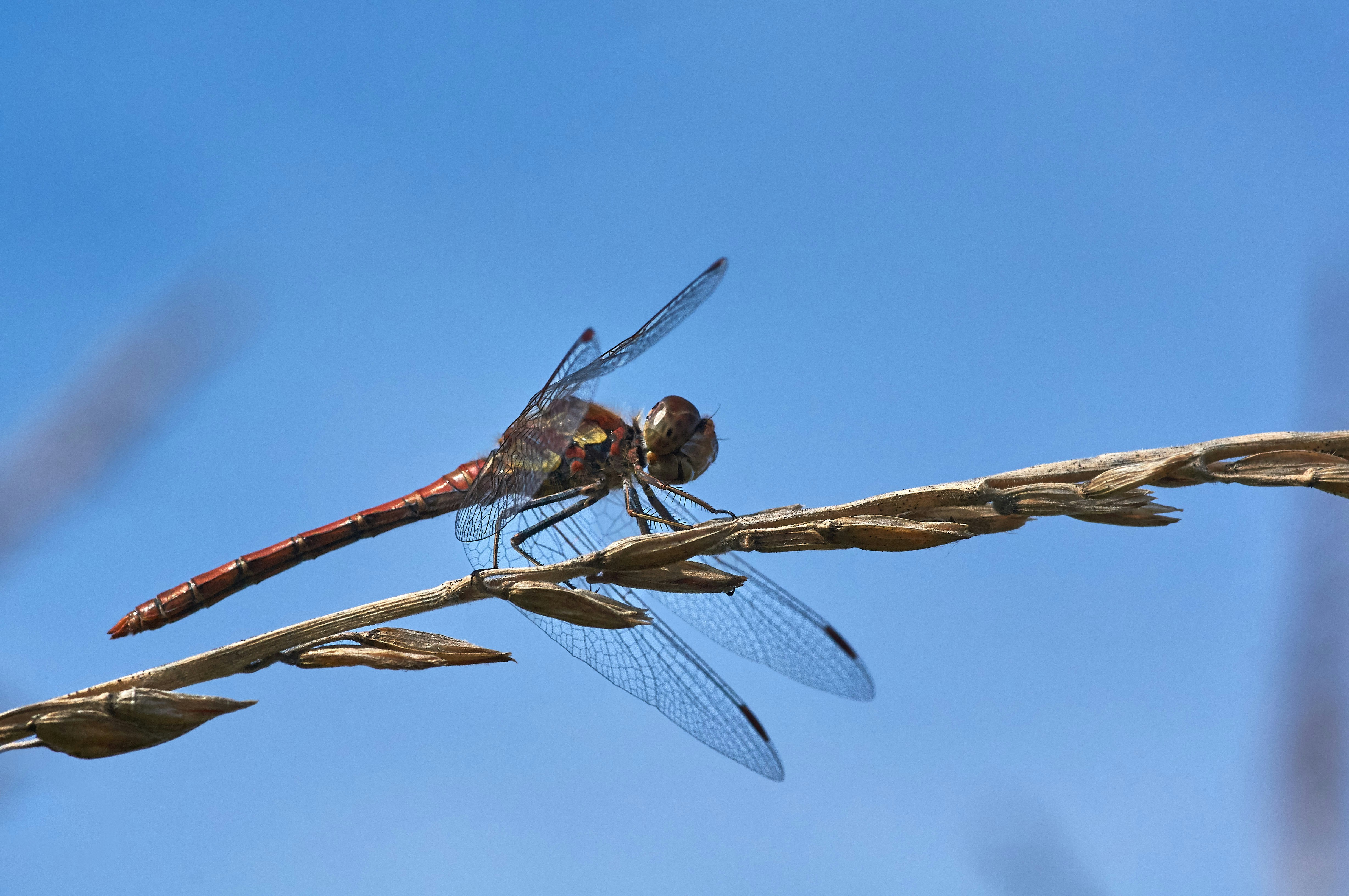 Photo by wolfgang_hasselmann