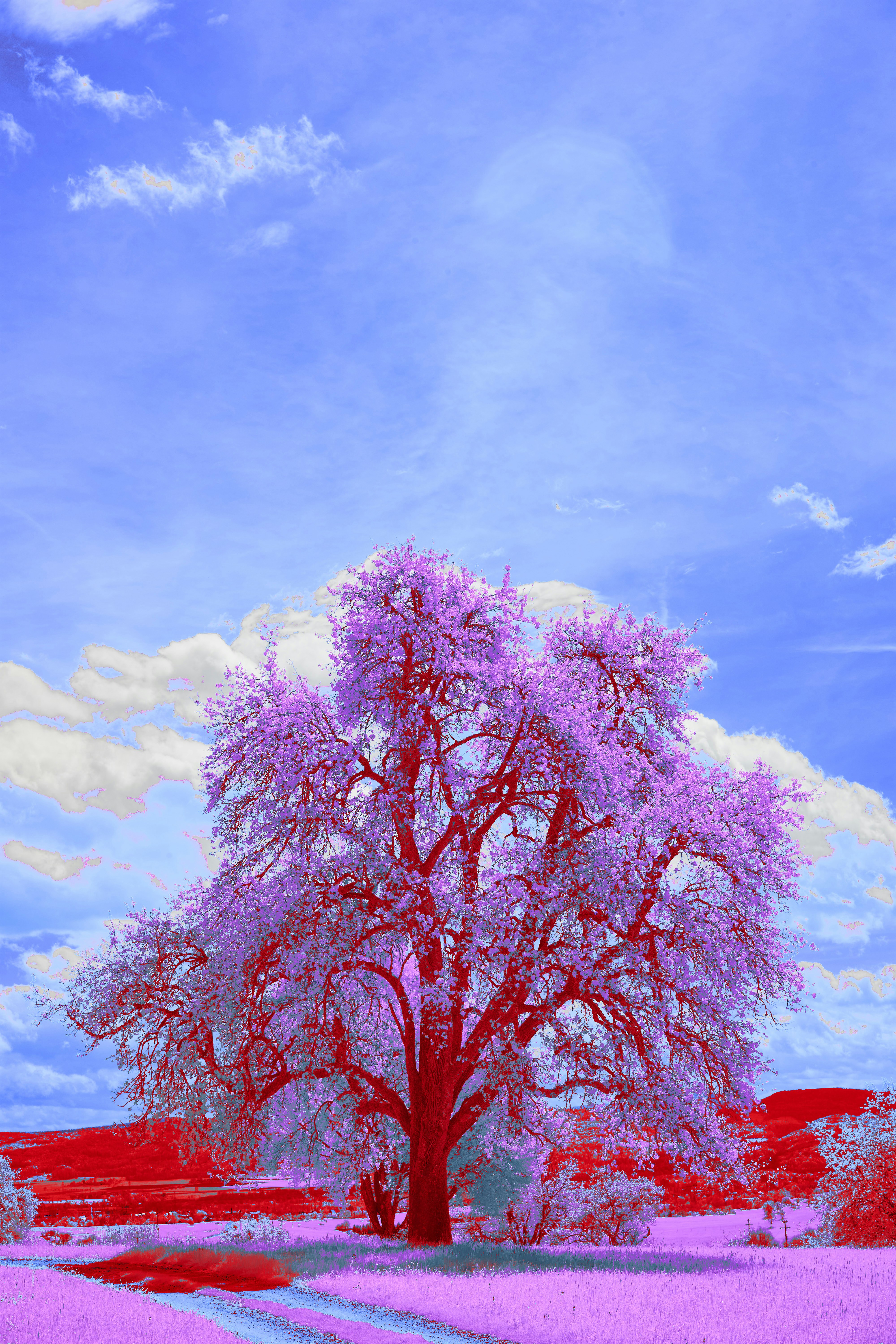 Photo by wolfgang_hasselmann