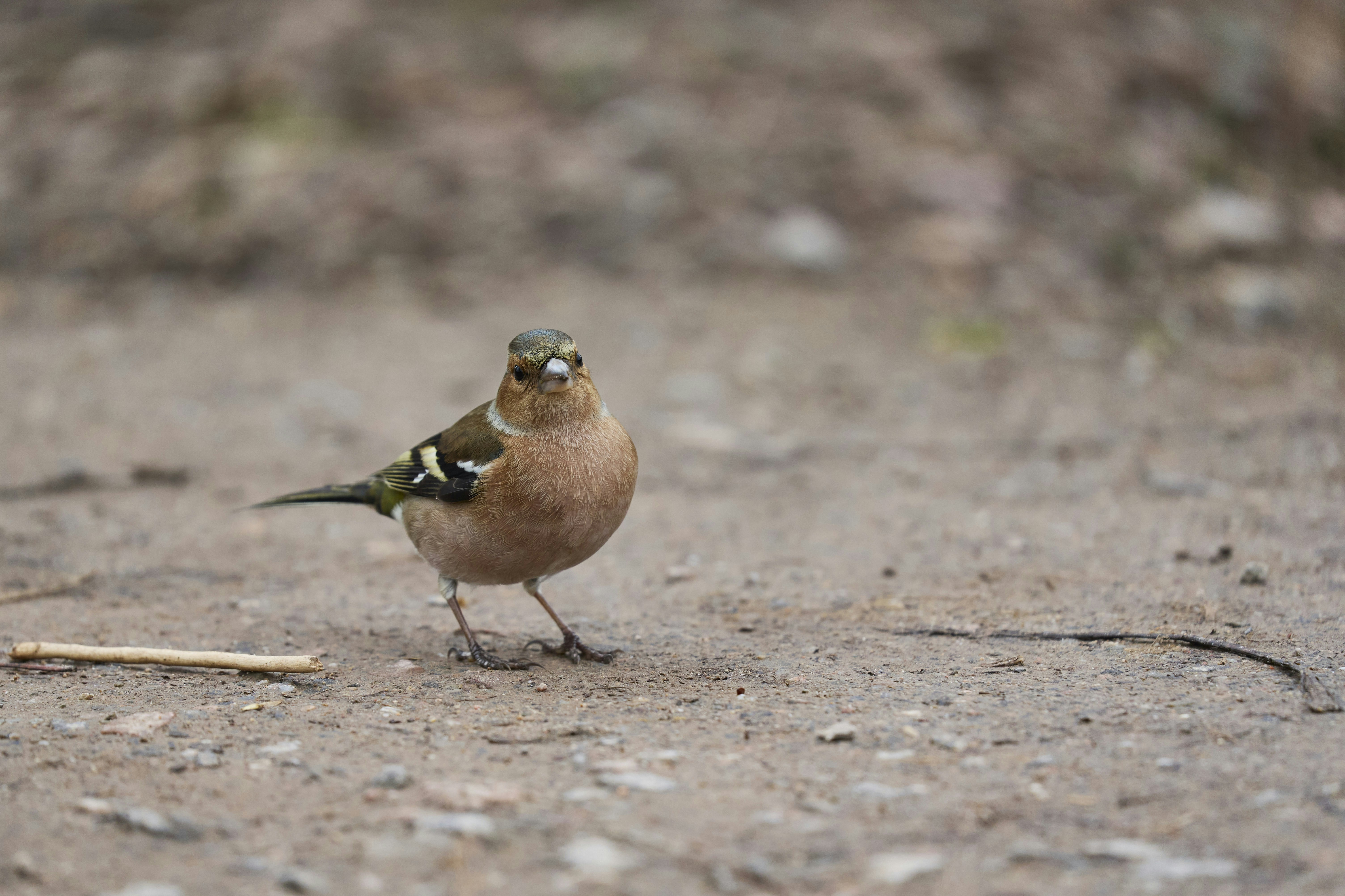 Photo by wolfgang_hasselmann