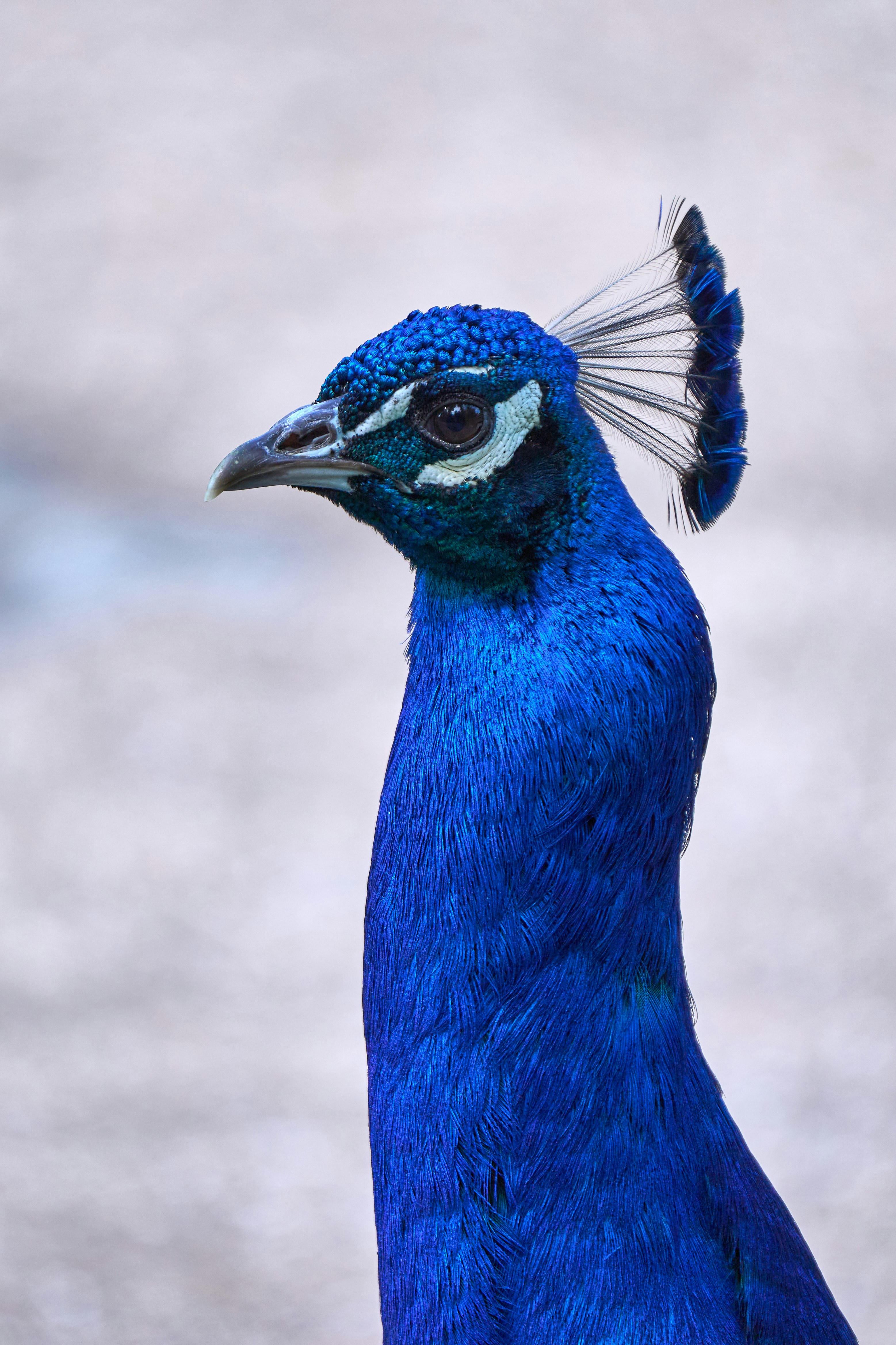 Photo by wolfgang_hasselmann