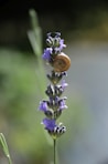 Snail on a lavender flower in soft focus.