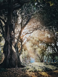 Sunlight streams through trees in a park.