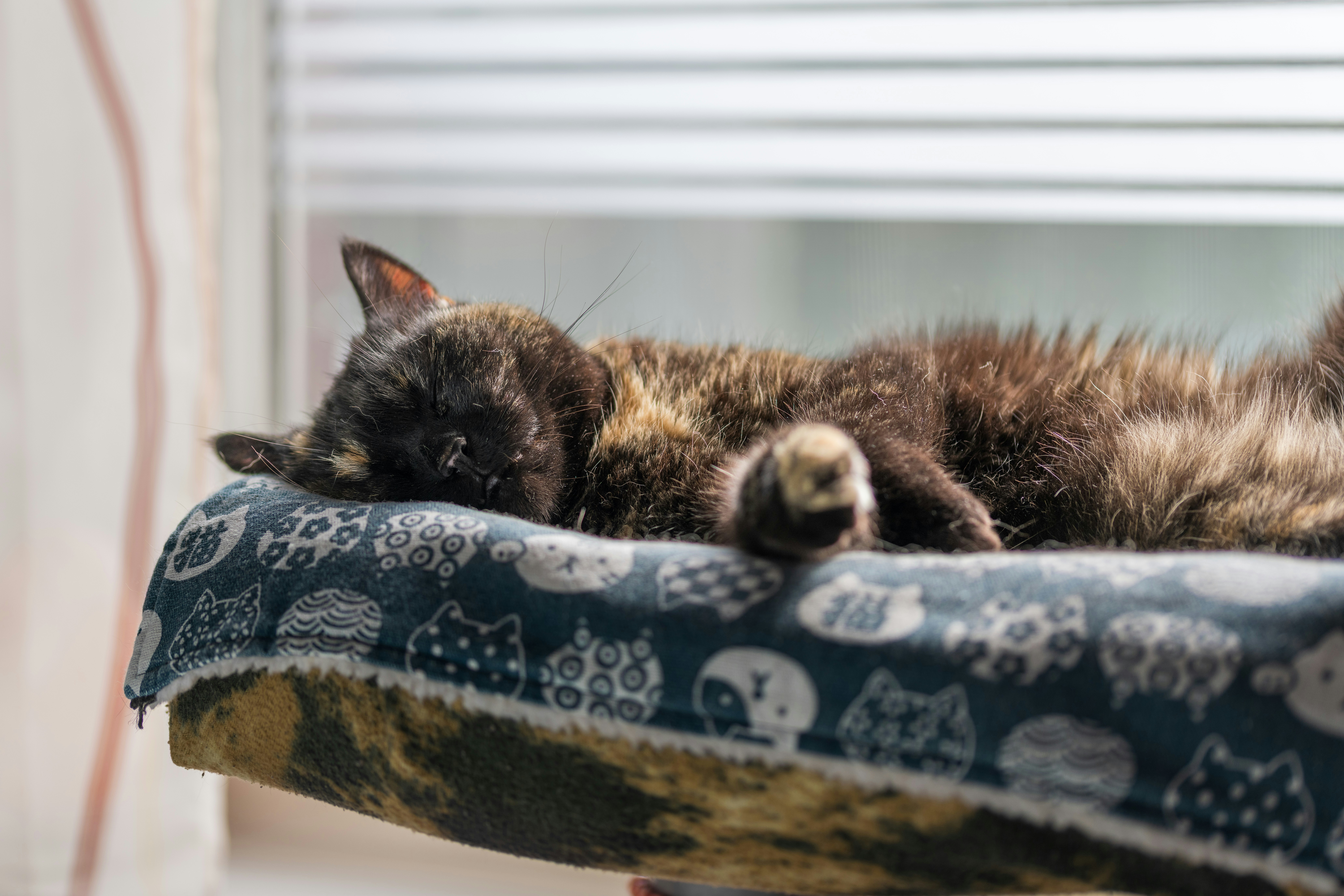 pet sleep cozy, wallpaper, Pet Sleep Environment: Creating a Cozy Rest 2