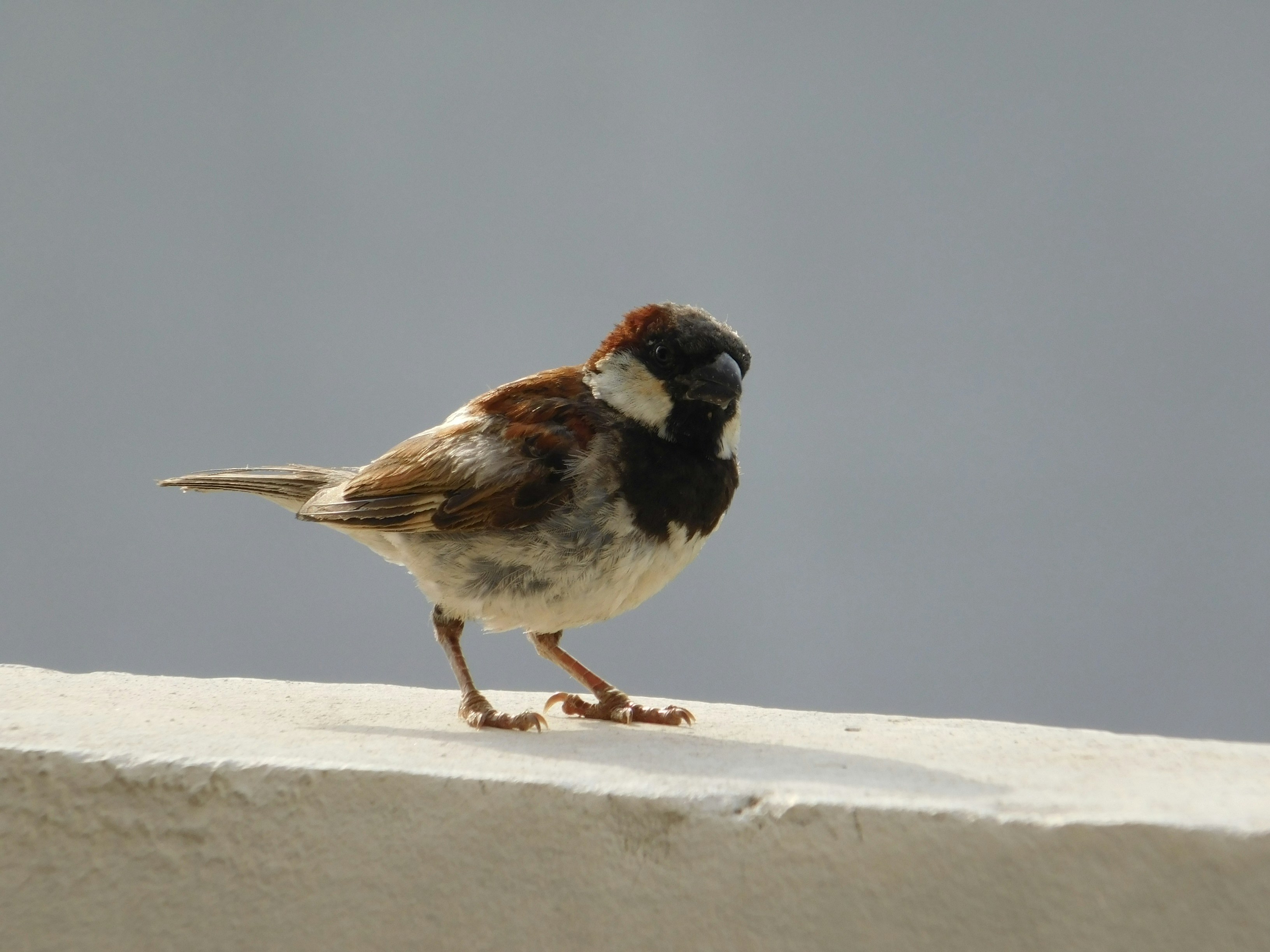A small sparrow perched on a ledge.
