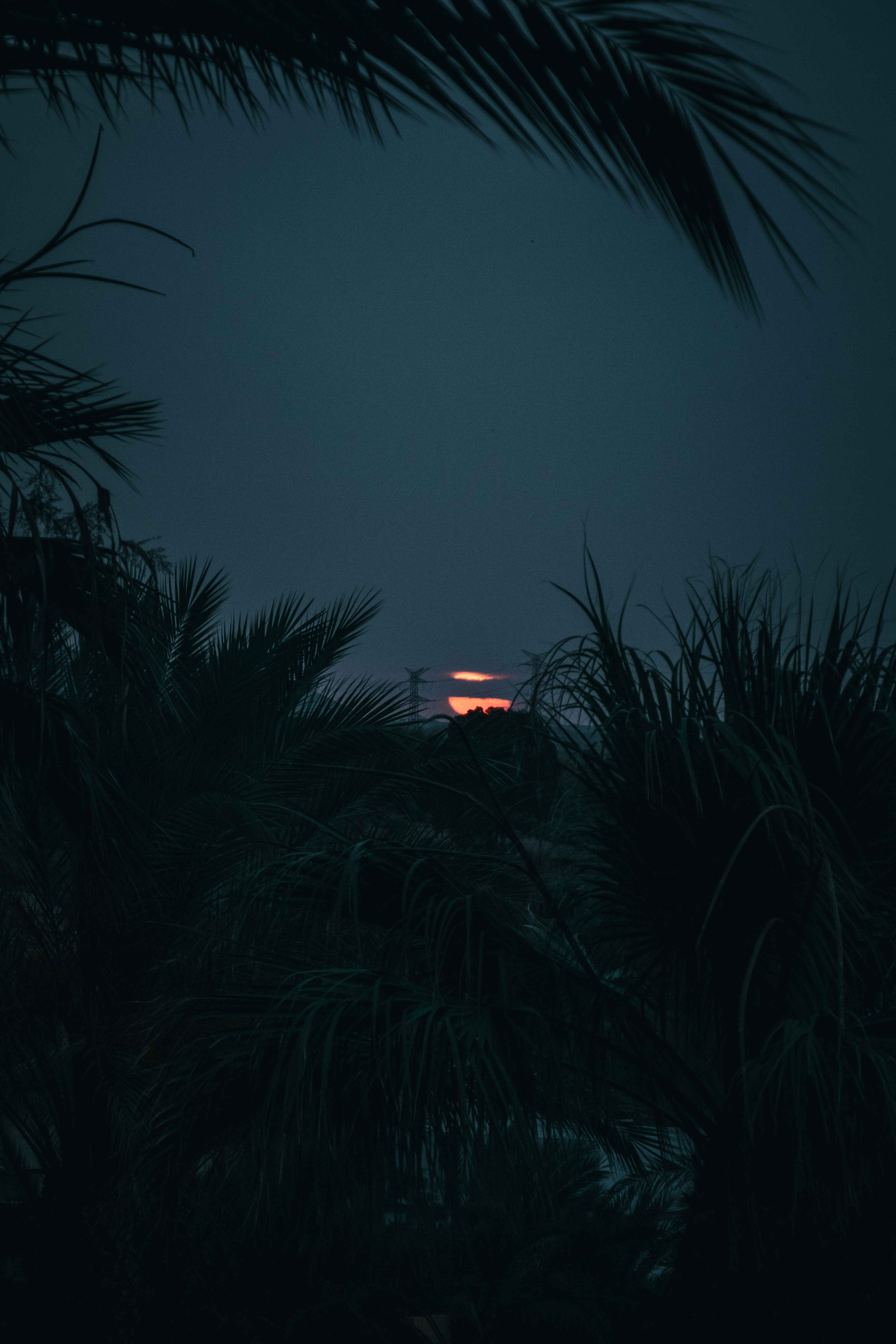 Pôr do sol visível através de folhas de palmeira escuras