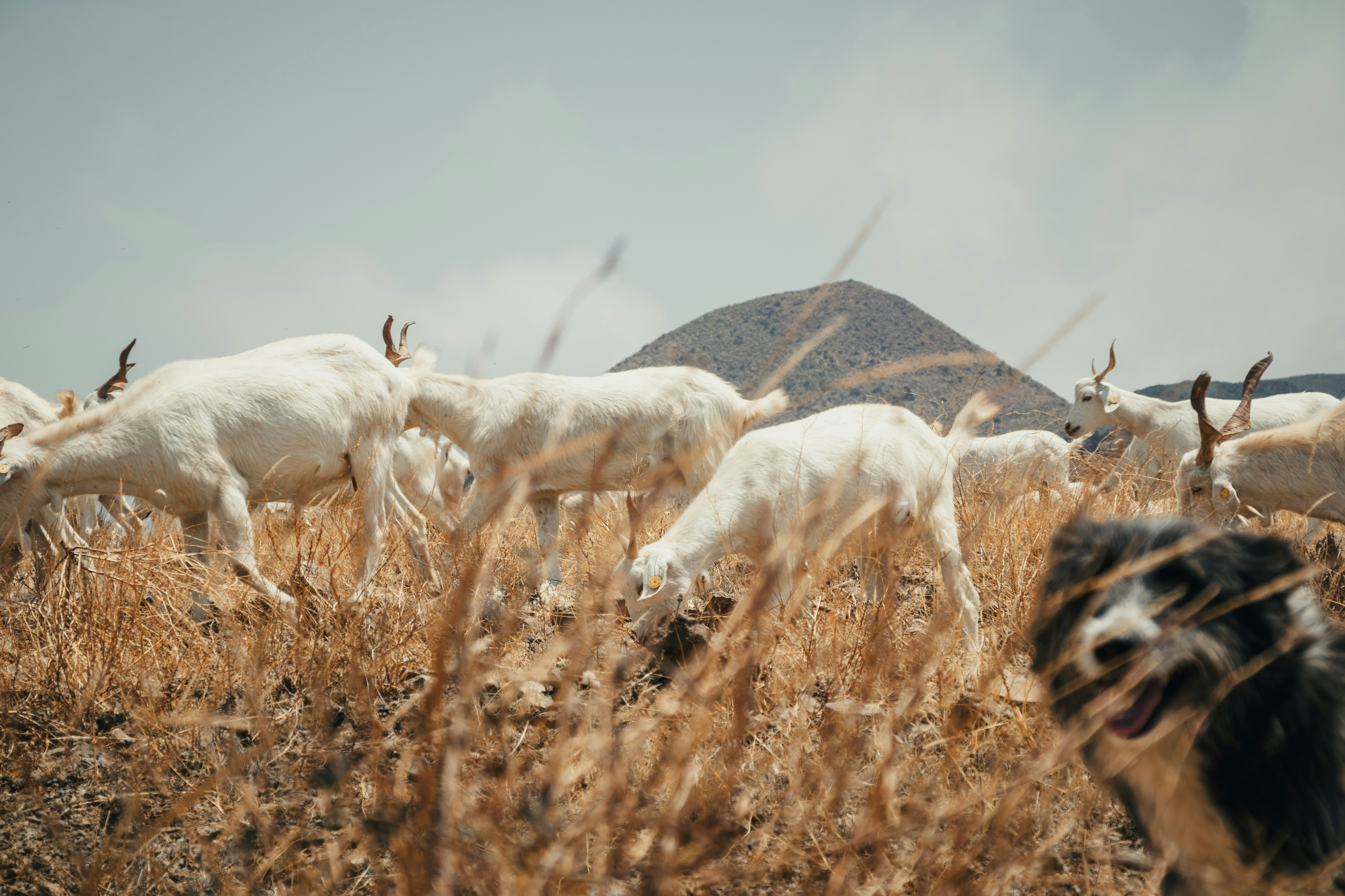 Rebanho de cabras brancas pastando em campo seco com cachorro.