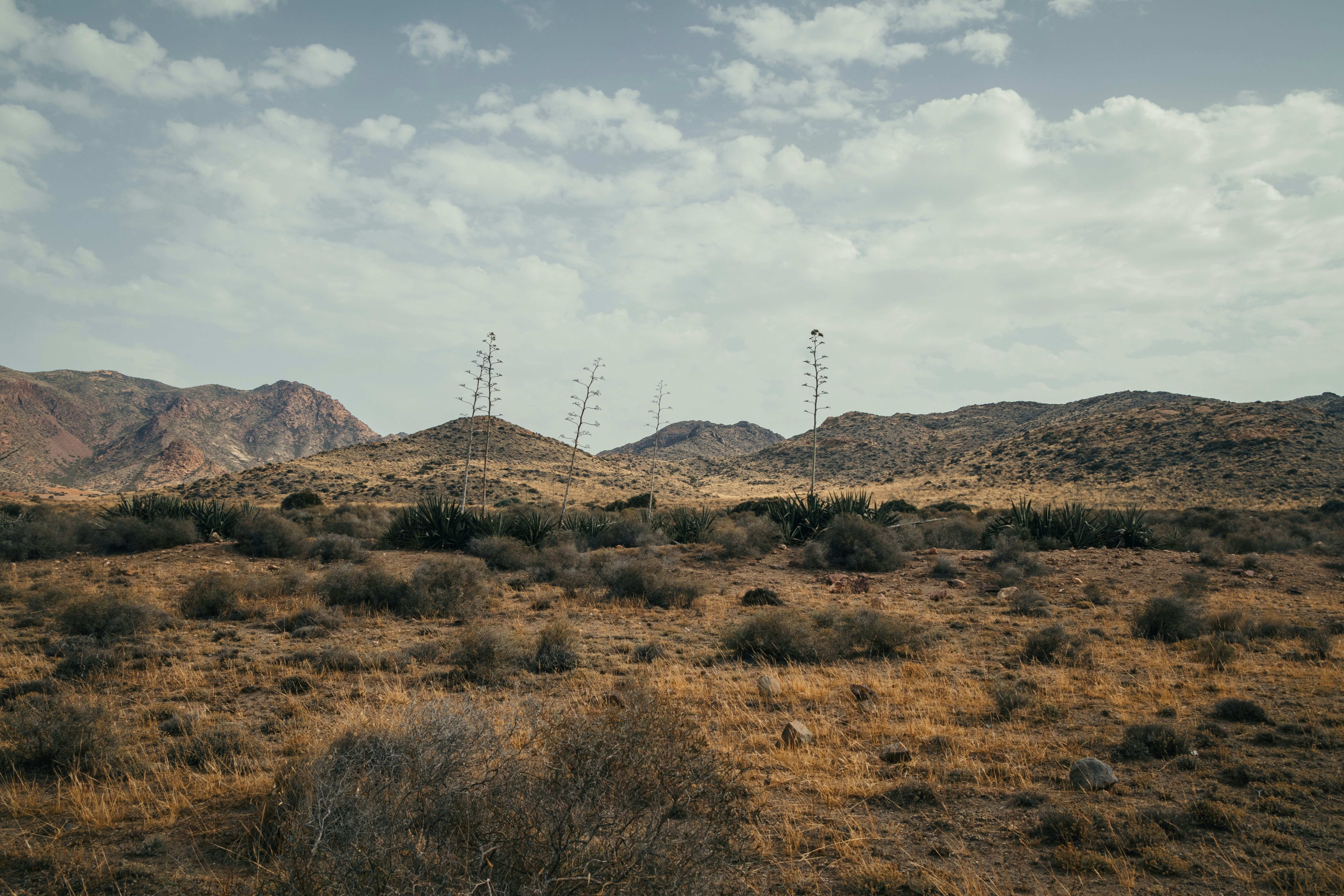 Paisagem árida com arbustos secos e colinas distantes.
